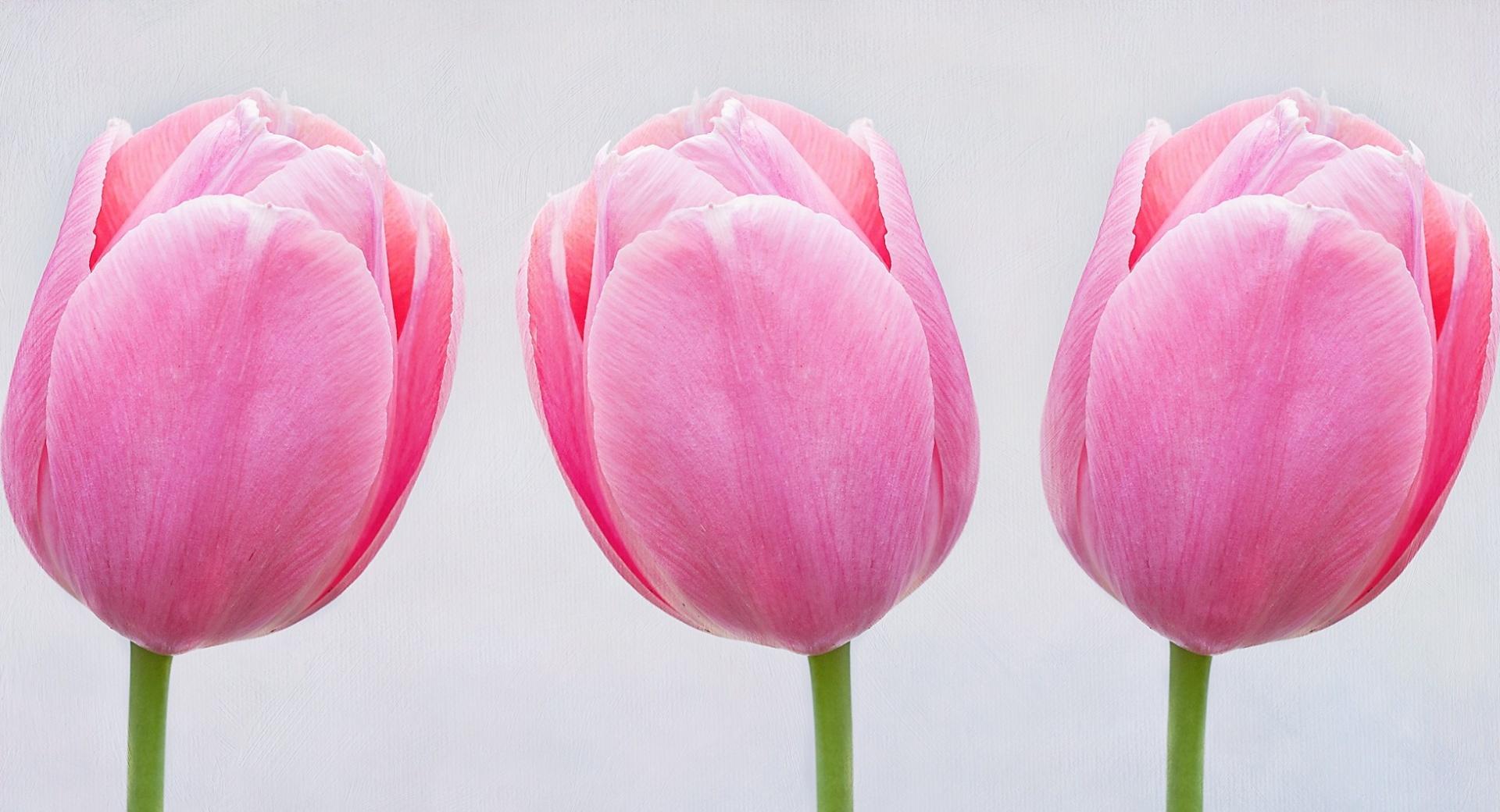 Pink Tulips Wallpaper HD Download
