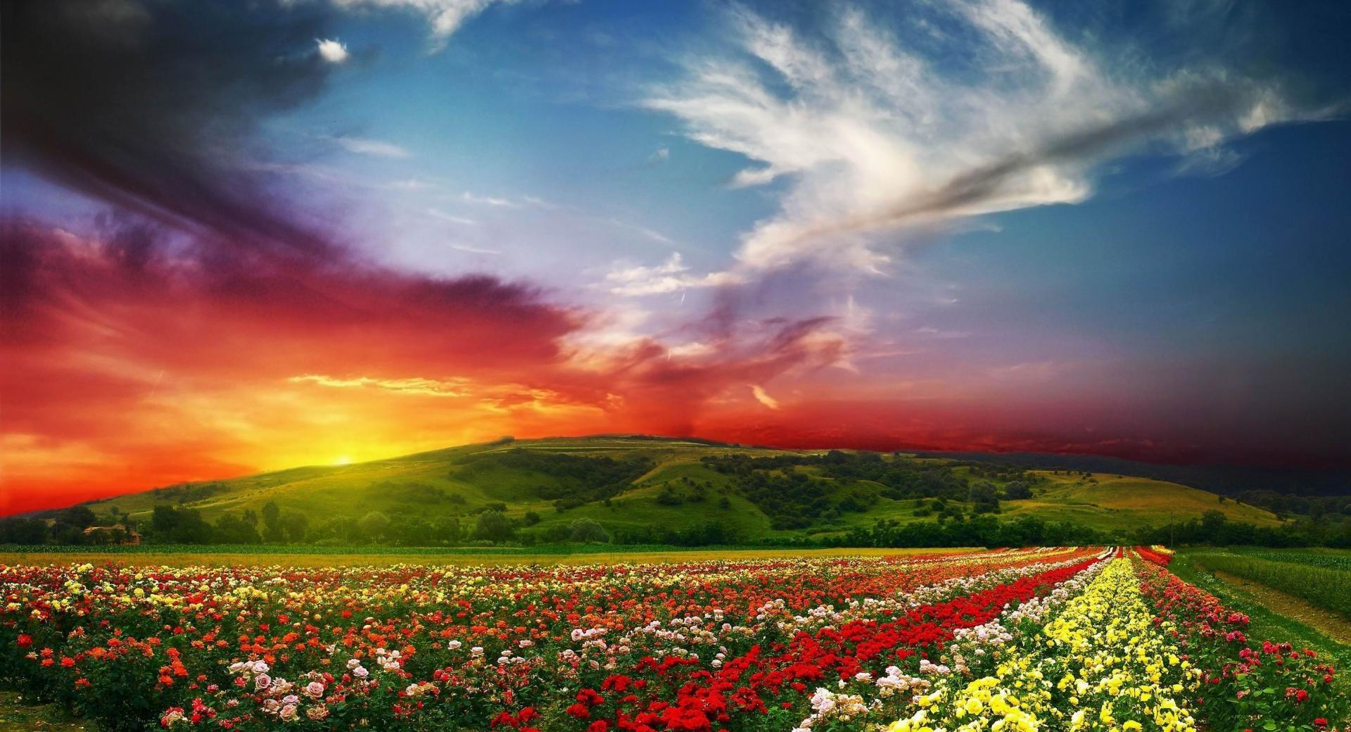 Rose Flower Field Background HD 2048 x 2048 iPad wallpaper download