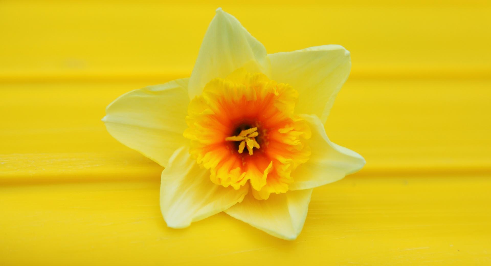 Daffodil Macro 750 x 1334 iPhone 6 wallpaper download
