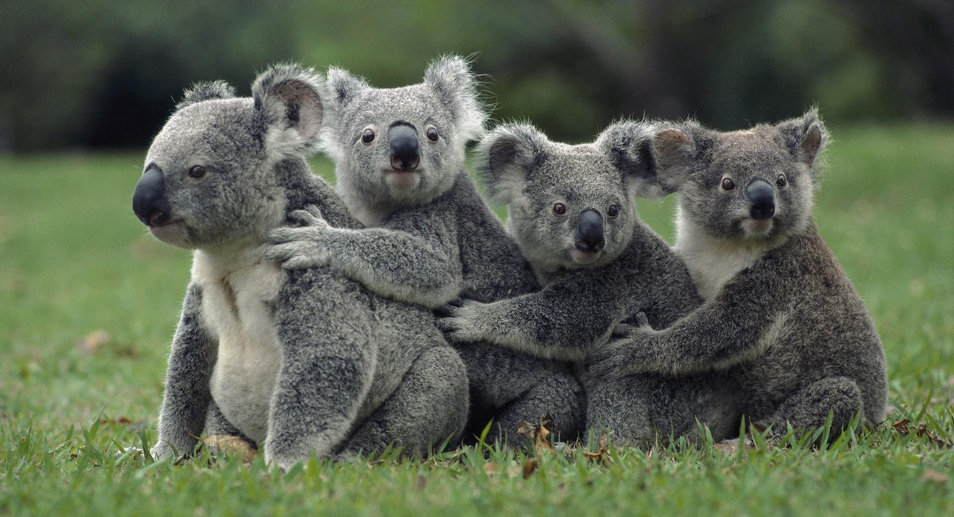 Funny Cute Koalas 2048 x 2048 iPad wallpaper download