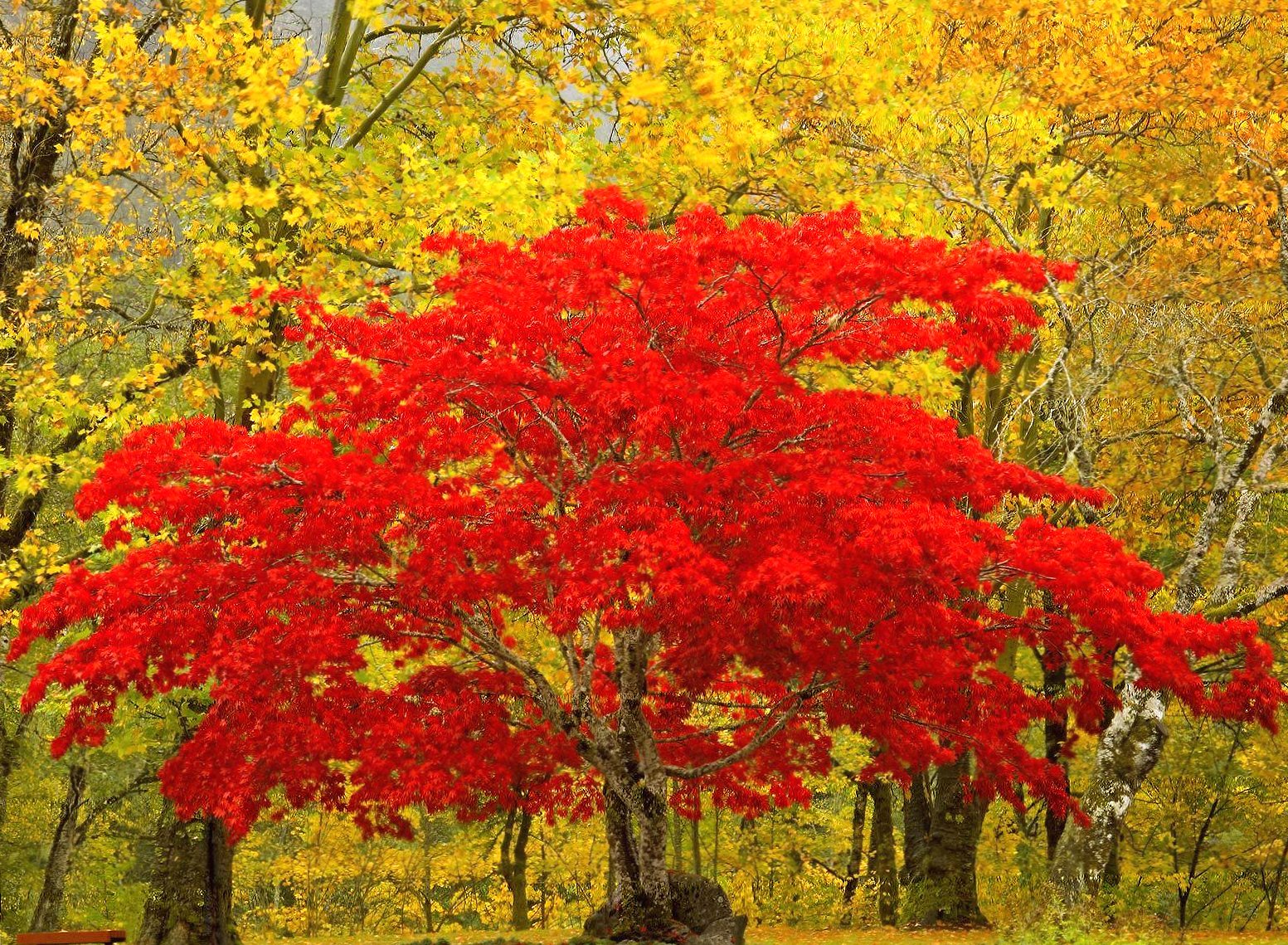 Red tree Wallpaper HD Download