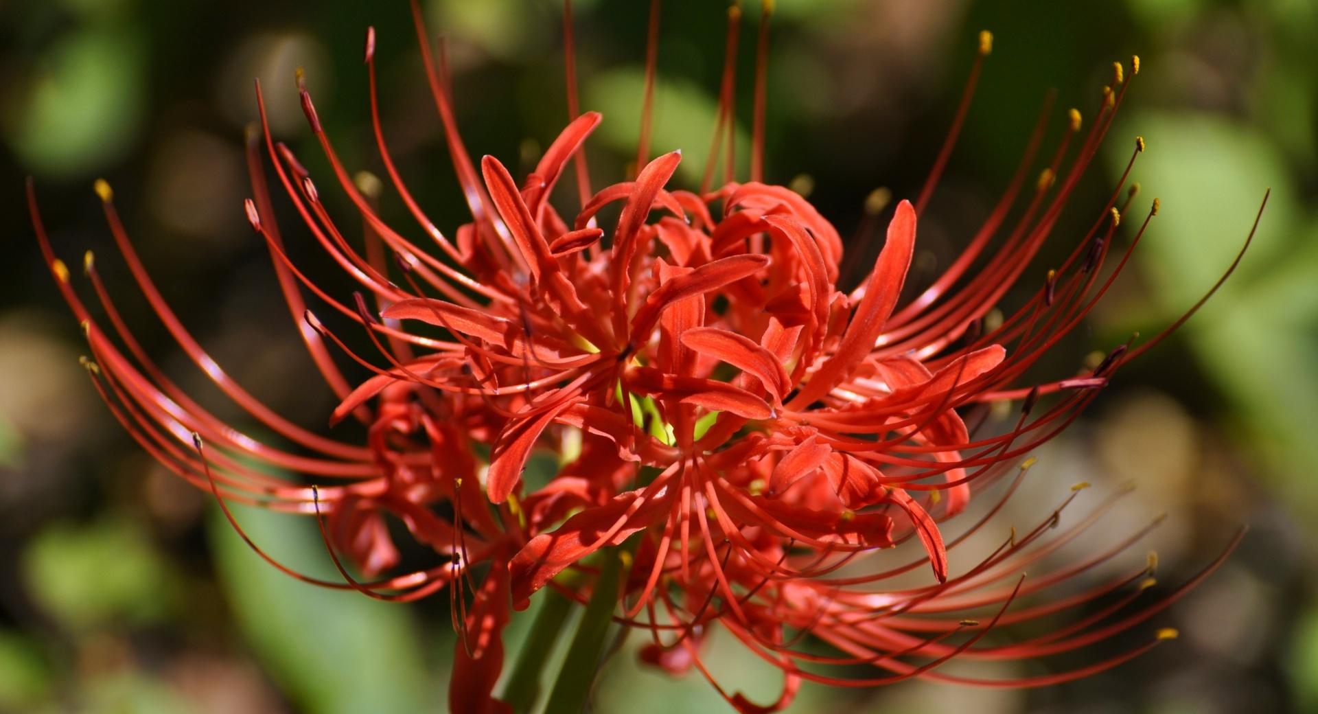 Spider Lily Wallpaper HD Download