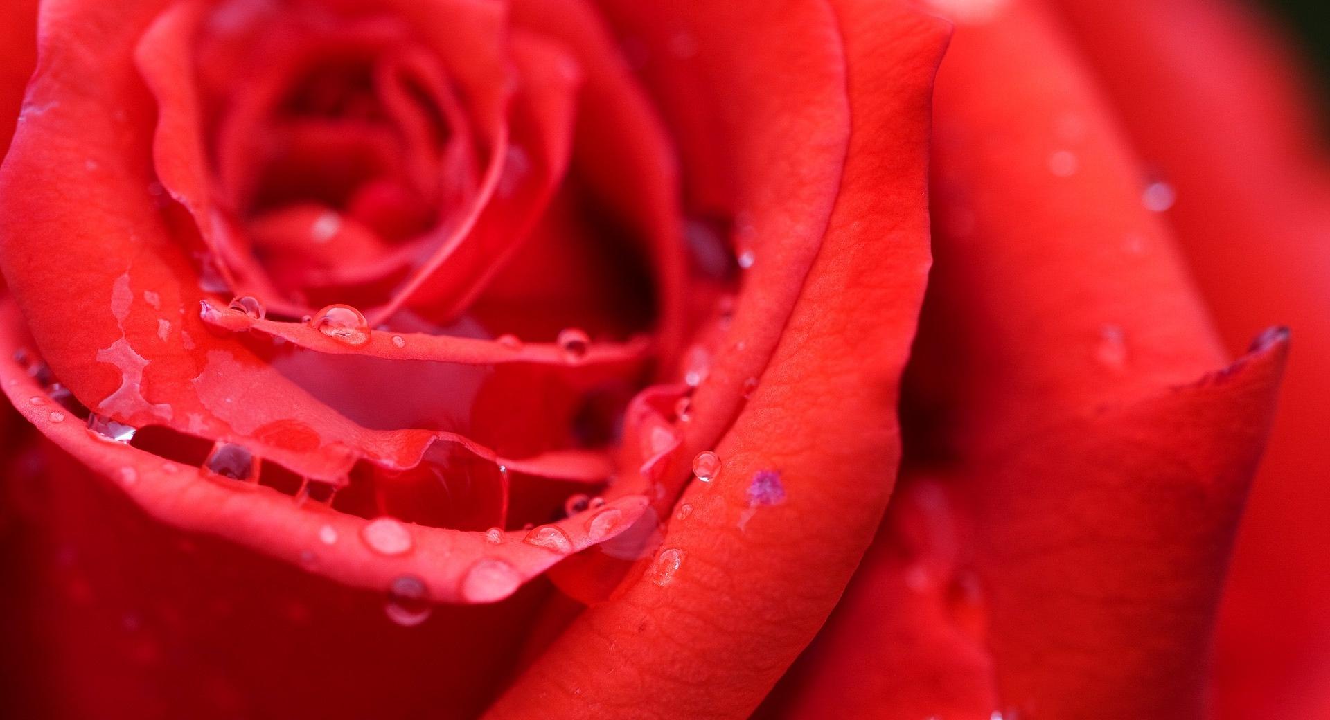 Red Rose Flower Wallpaper HD Download