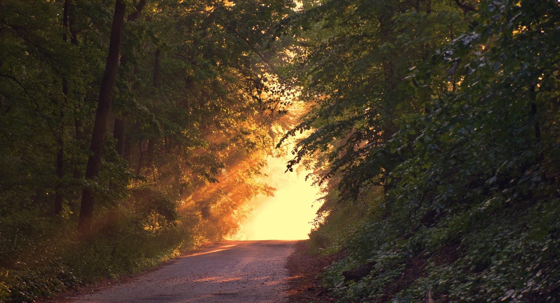 Sunlight Through Trees Wallpaper HD Download