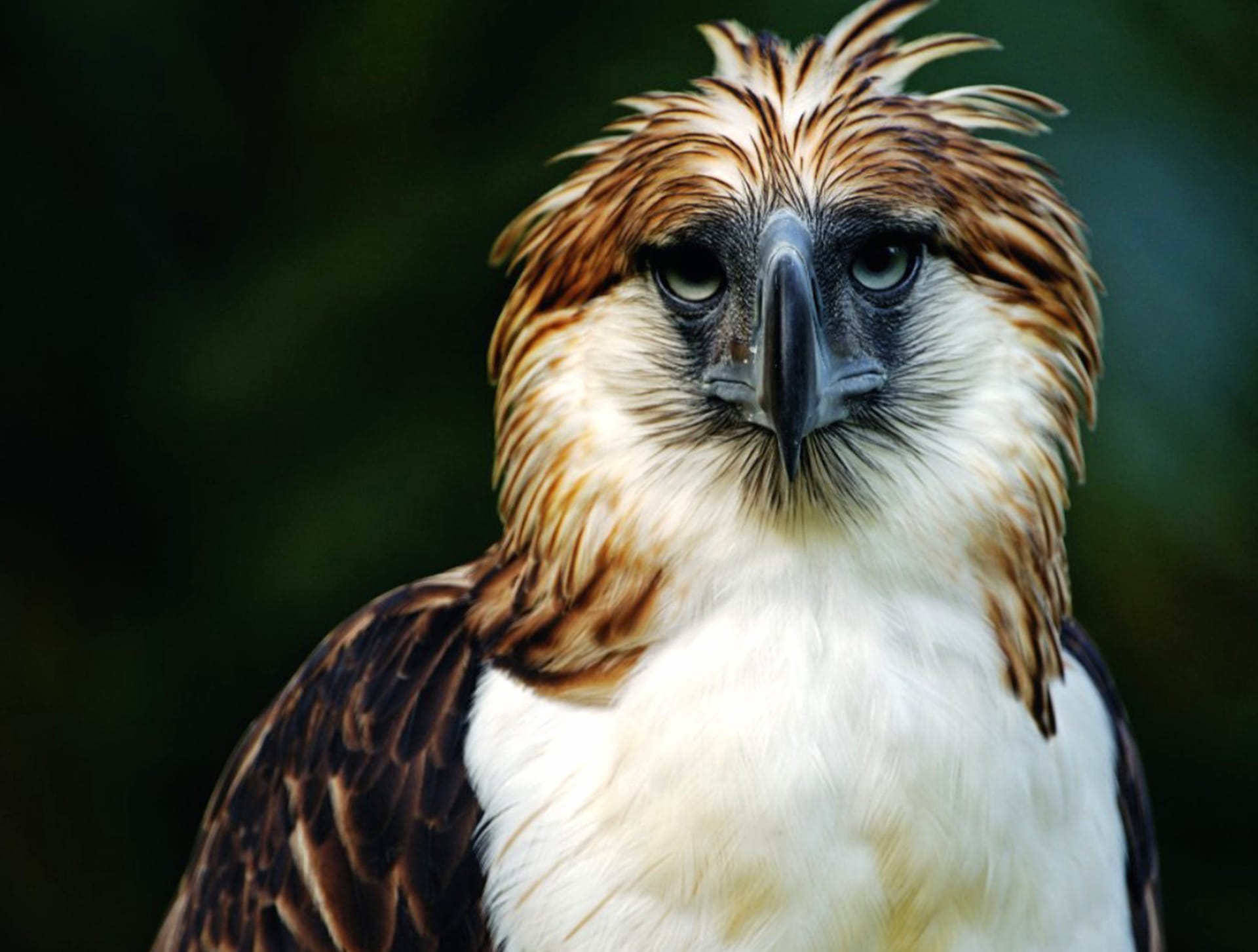 Philippine Eagle Wallpaper HD Download