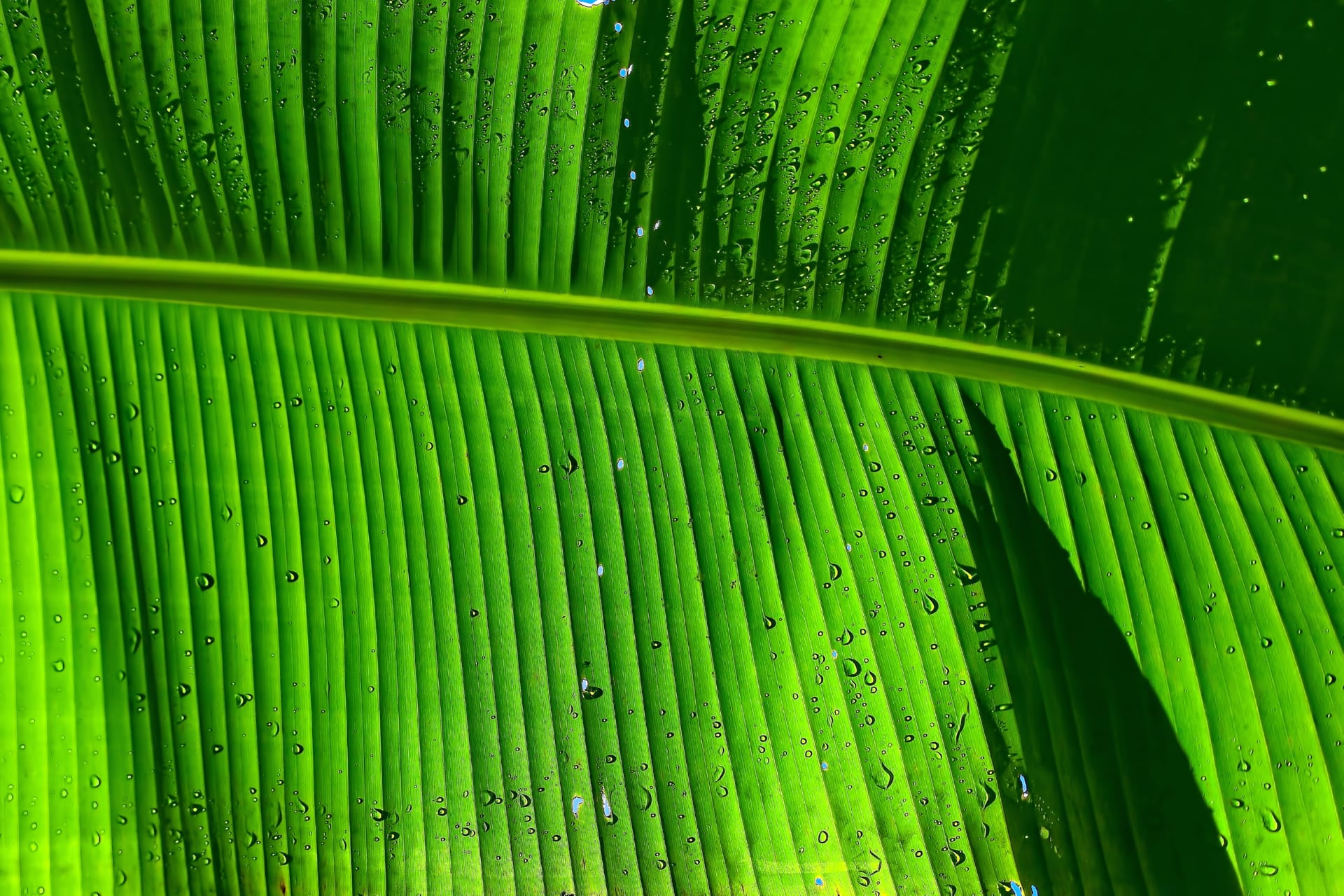 Banana Leaf Wallpaper HD Download
