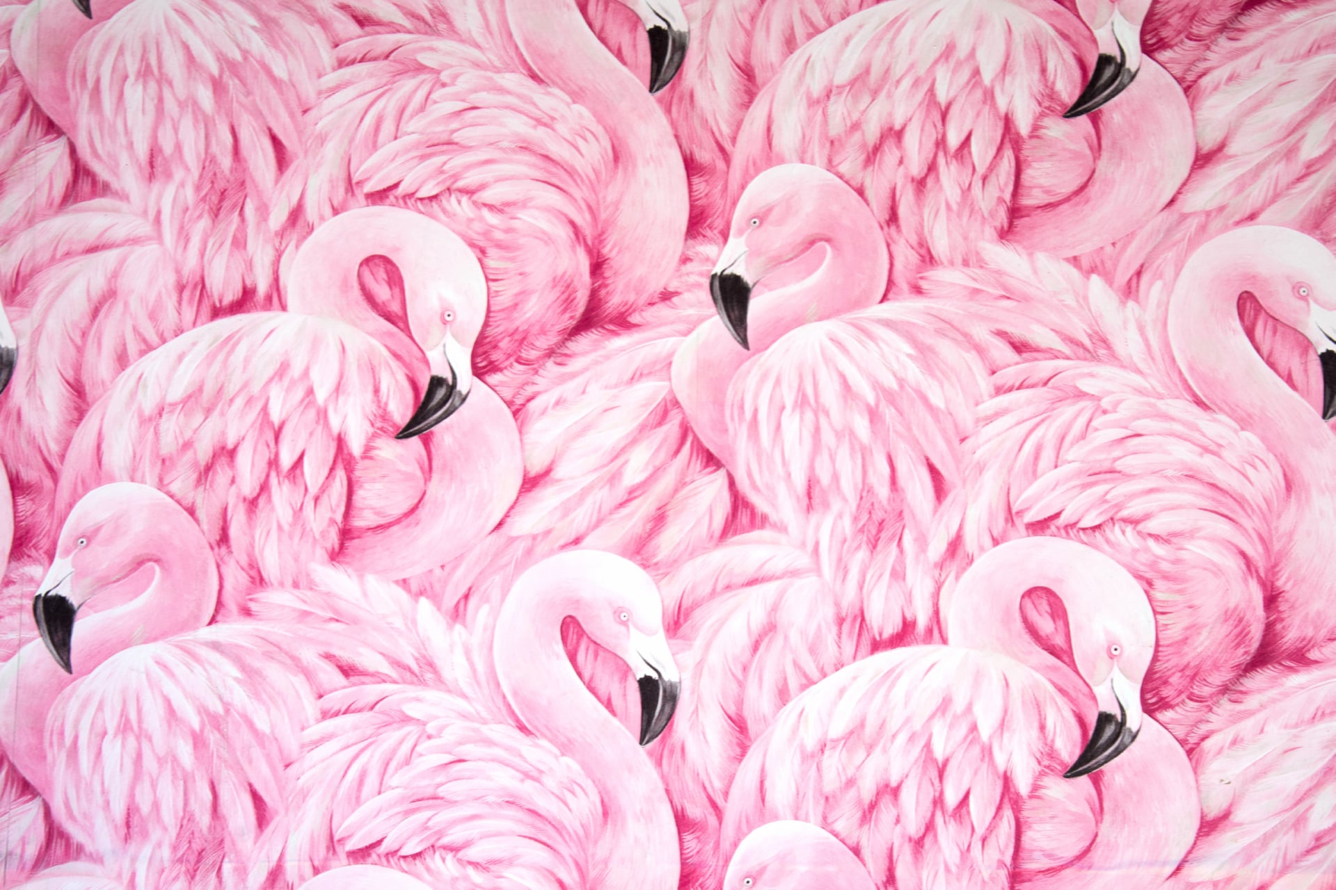 Pink Flamingos Wallpaper HD Download