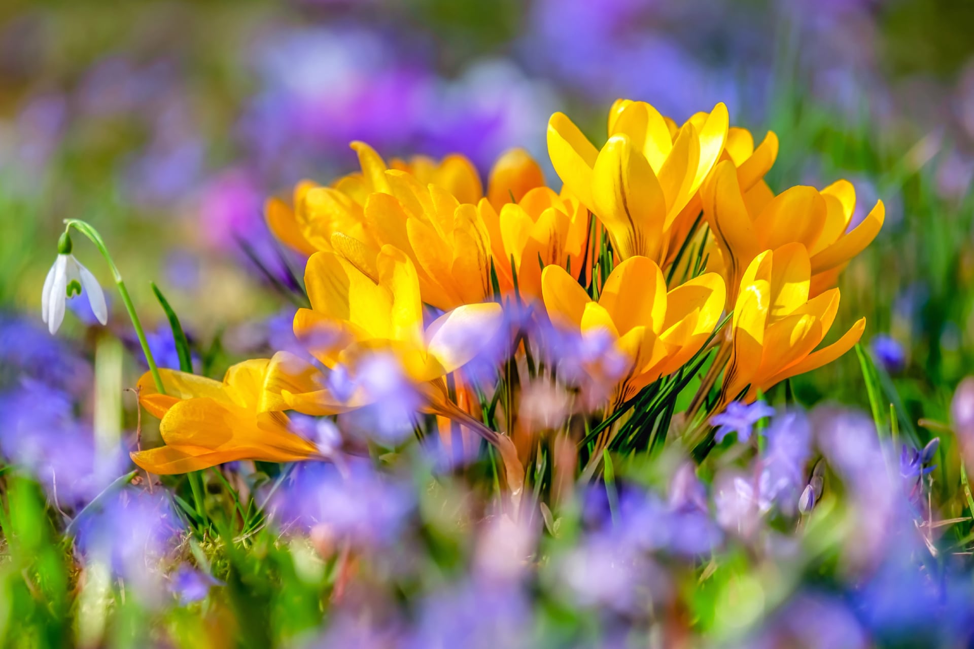 Saffron Flowers Wallpaper HD Download
