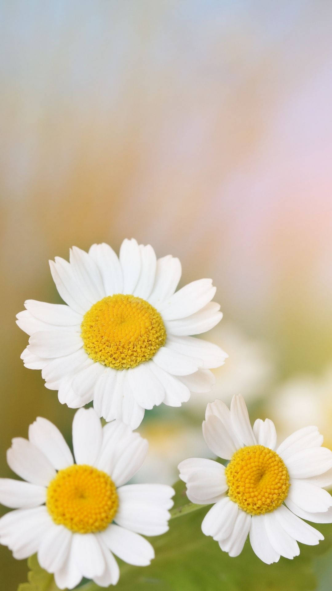 44 Daisy Iphone Wallpapers & Backgrounds For FREE