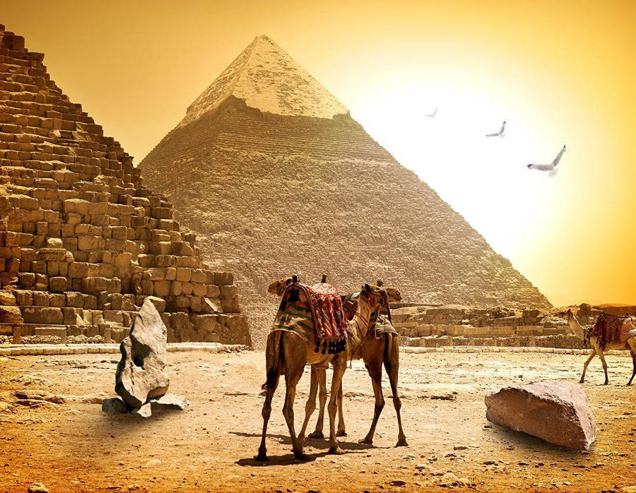Free Cairo Wallpaper Downloads, [100+] Cairo Wallpapers for FREE
