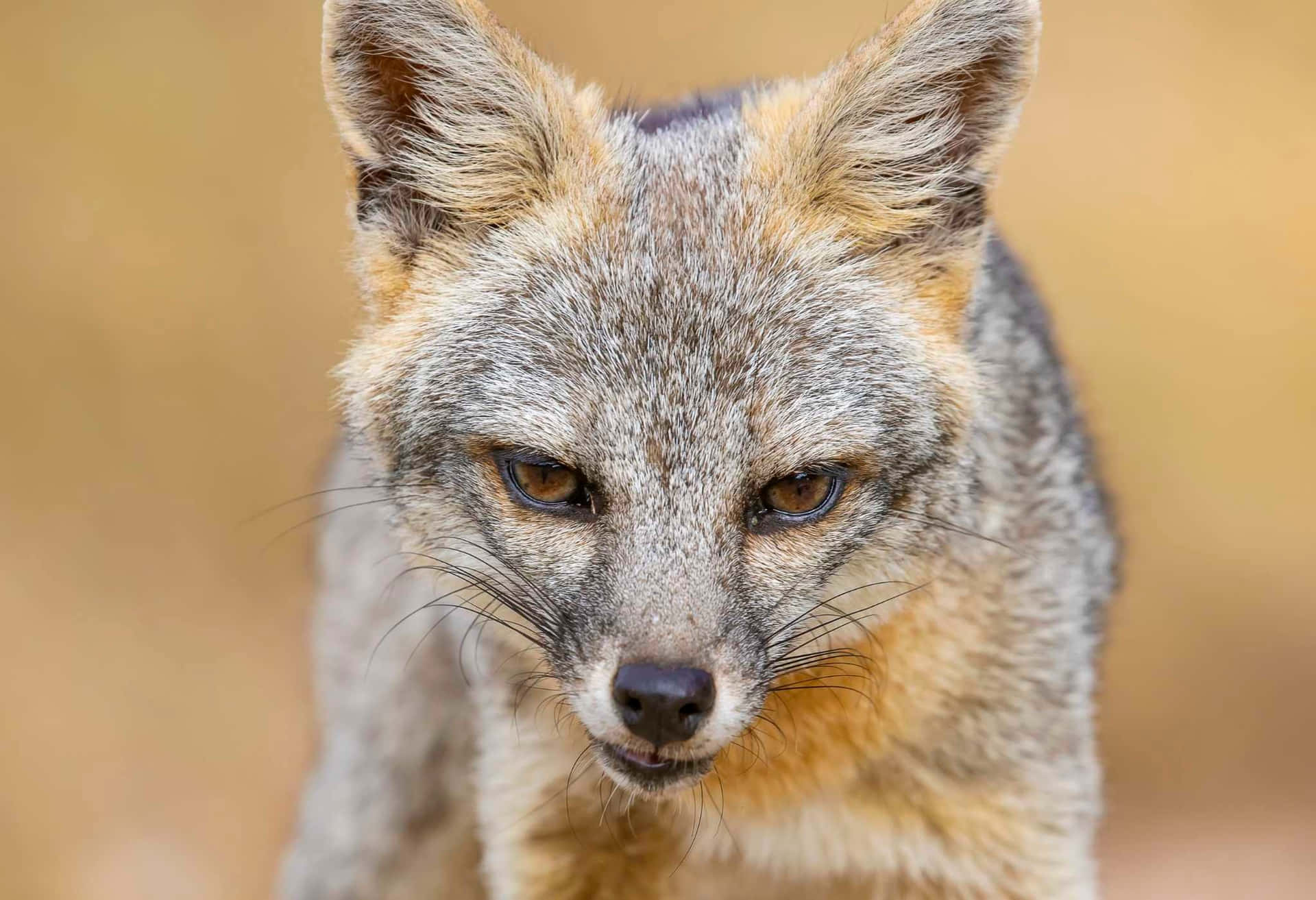 [100+] Grey Fox Wallpapers