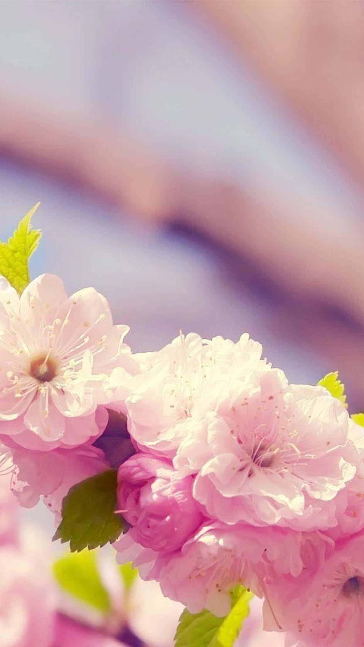 Download Spring Iphone Background