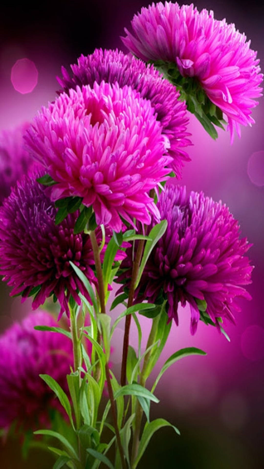 Beautiful Flower Wallpapers For Android Mobile Best Flower Site