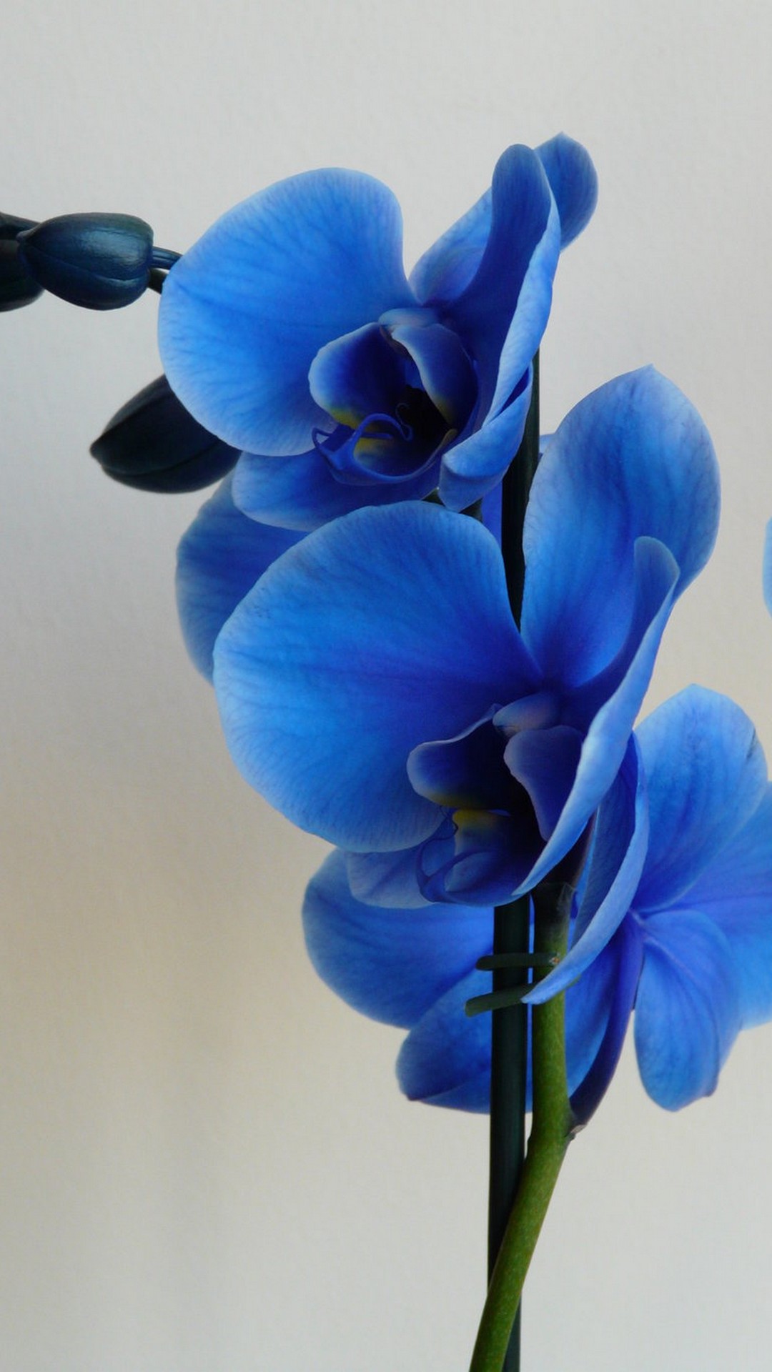 Cute Flower Background For Android Cute Wallpapers 2024