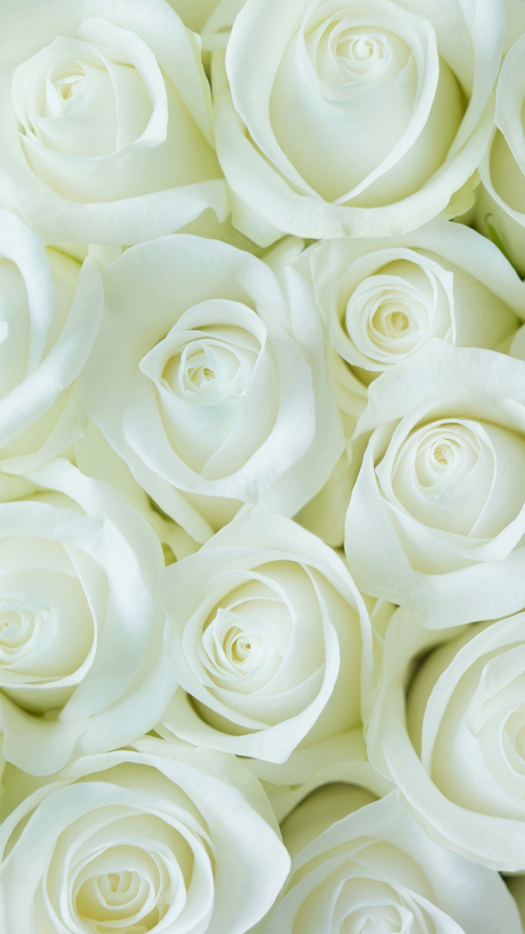White Flower Wallpaper For Mobile Android 2021 Cute Wallpapers