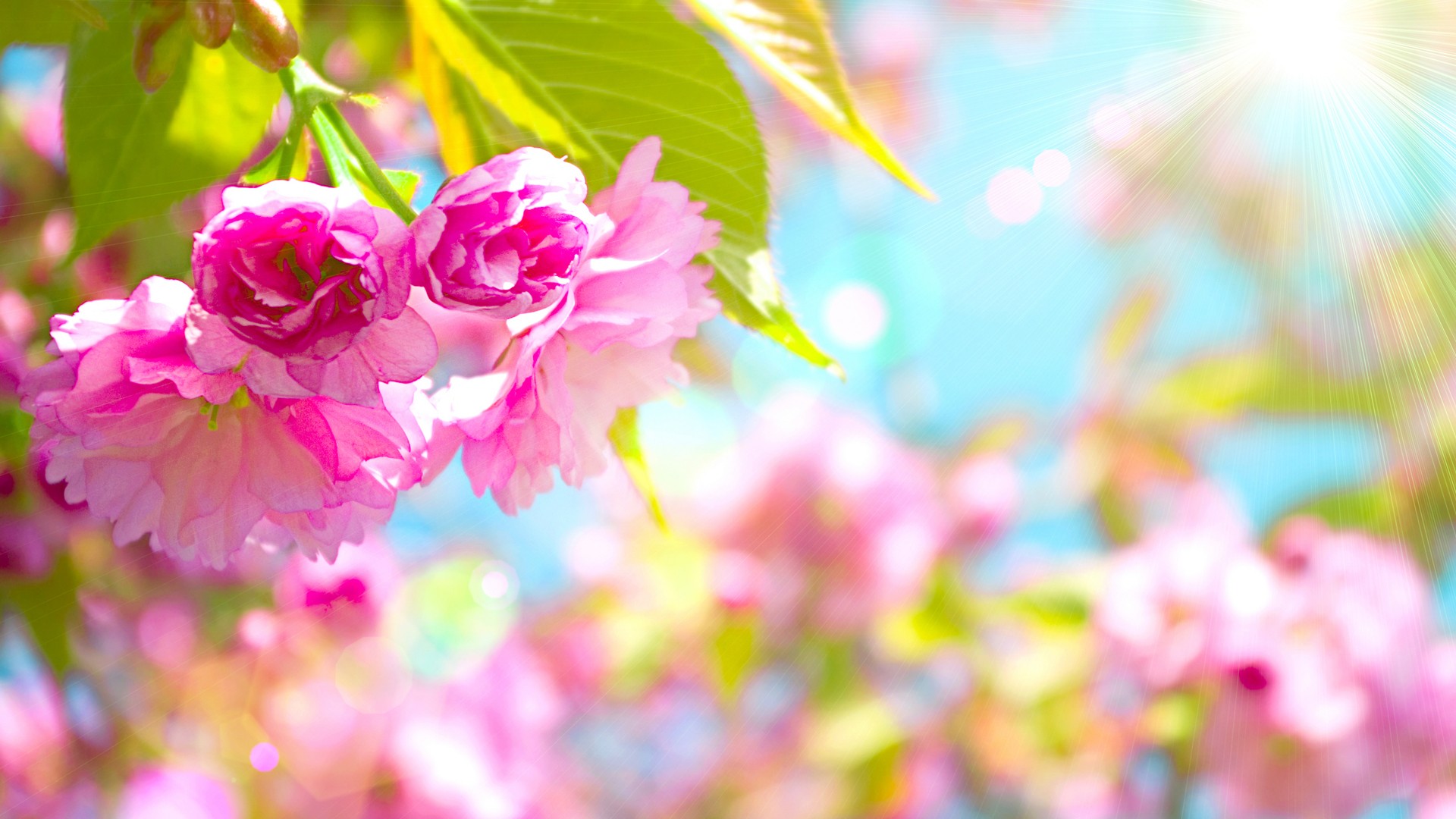 Wallpapers Spring Flowers Cute Wallpapers 2024
