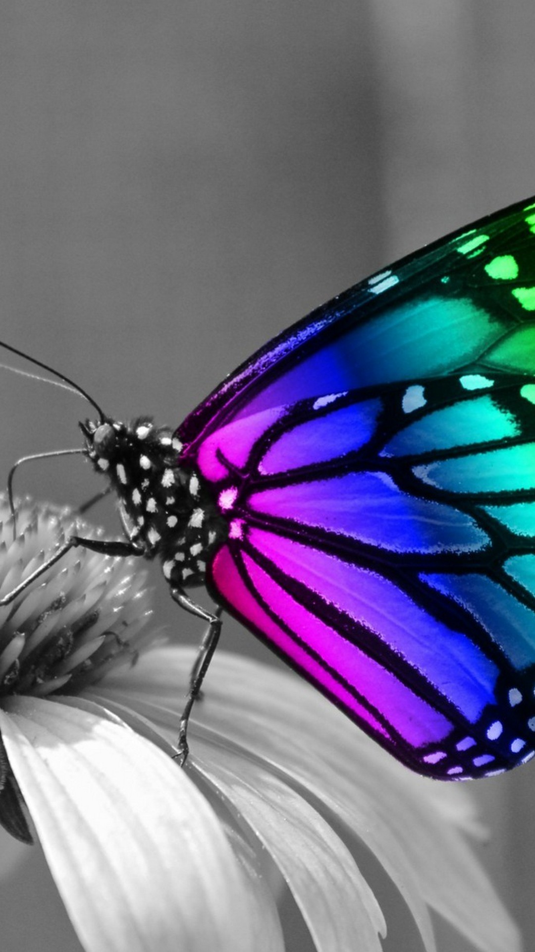 Butterfly Background For Android Cute Wallpapers