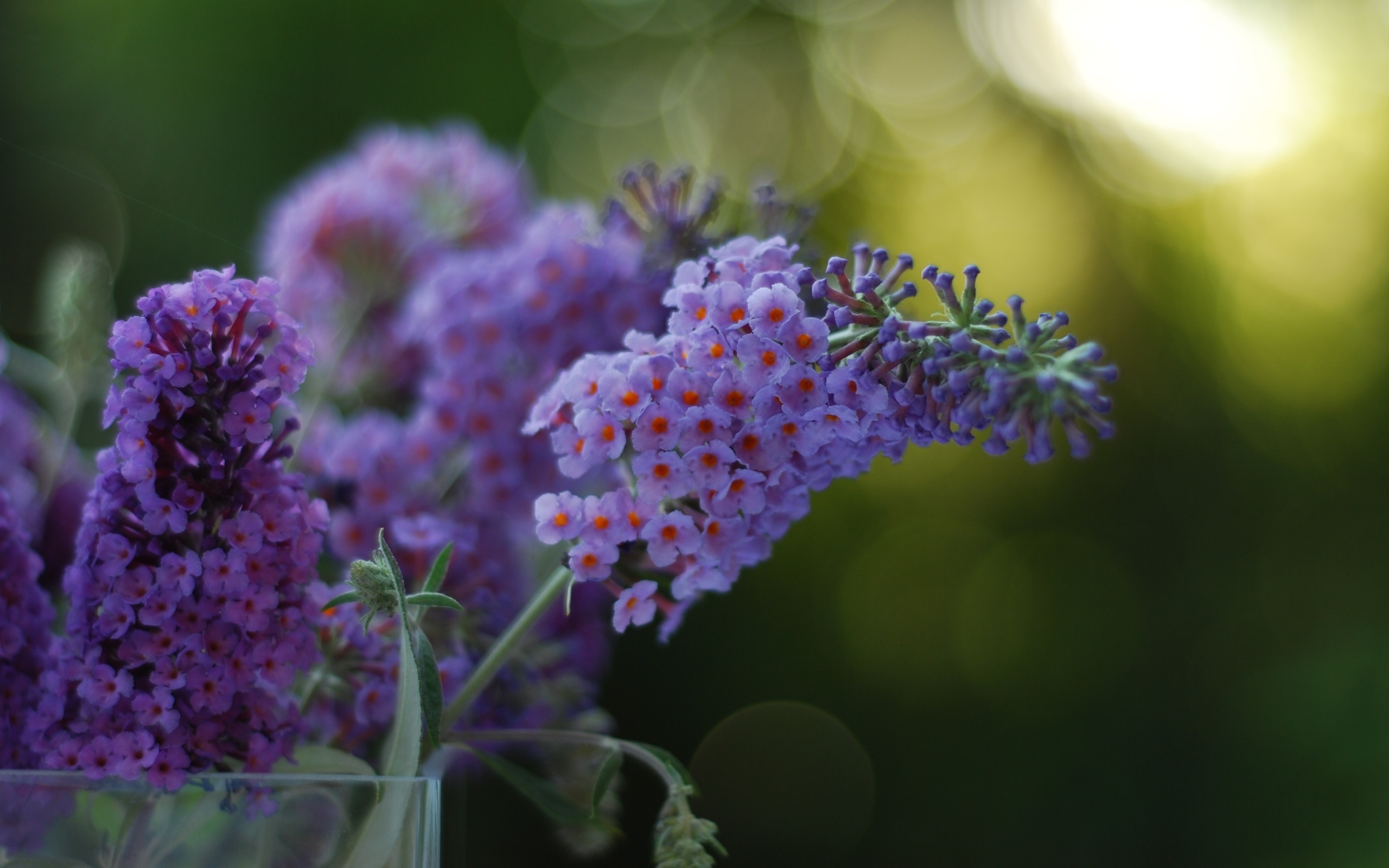 Purple Flower HD Wallpapers