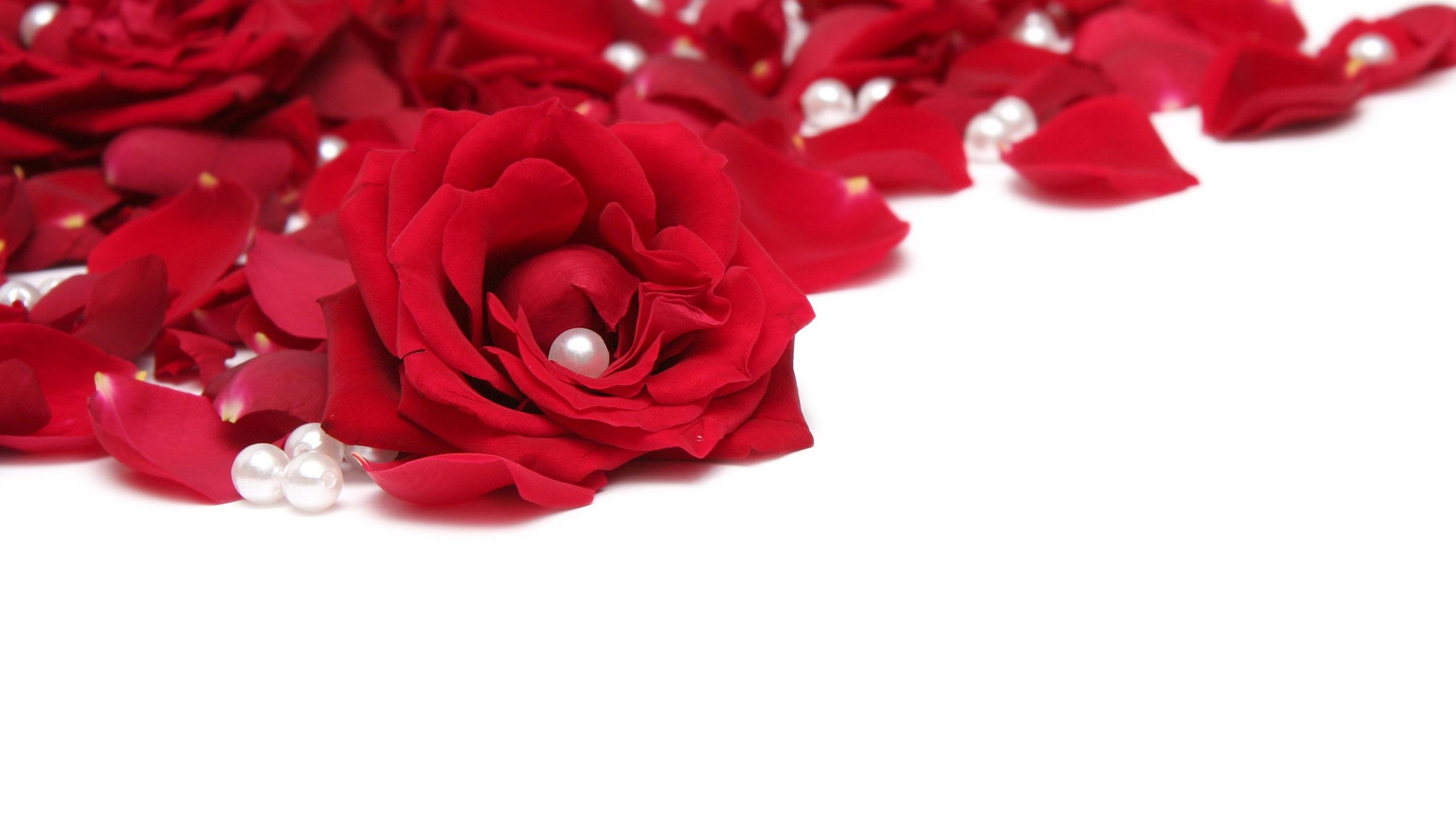 Rose Petals HD Wallpapers