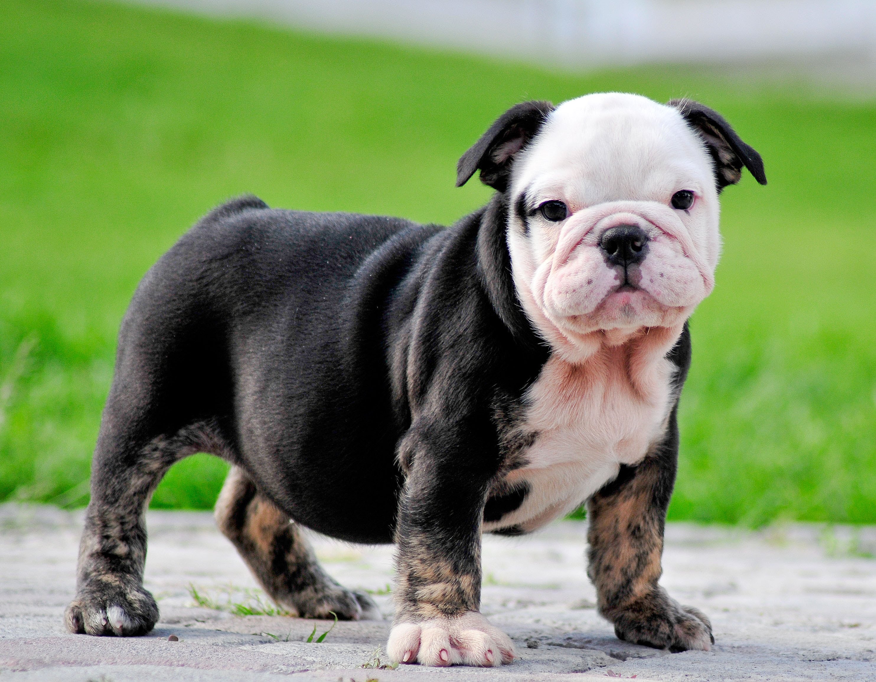 Bulldog HD Wallpapers