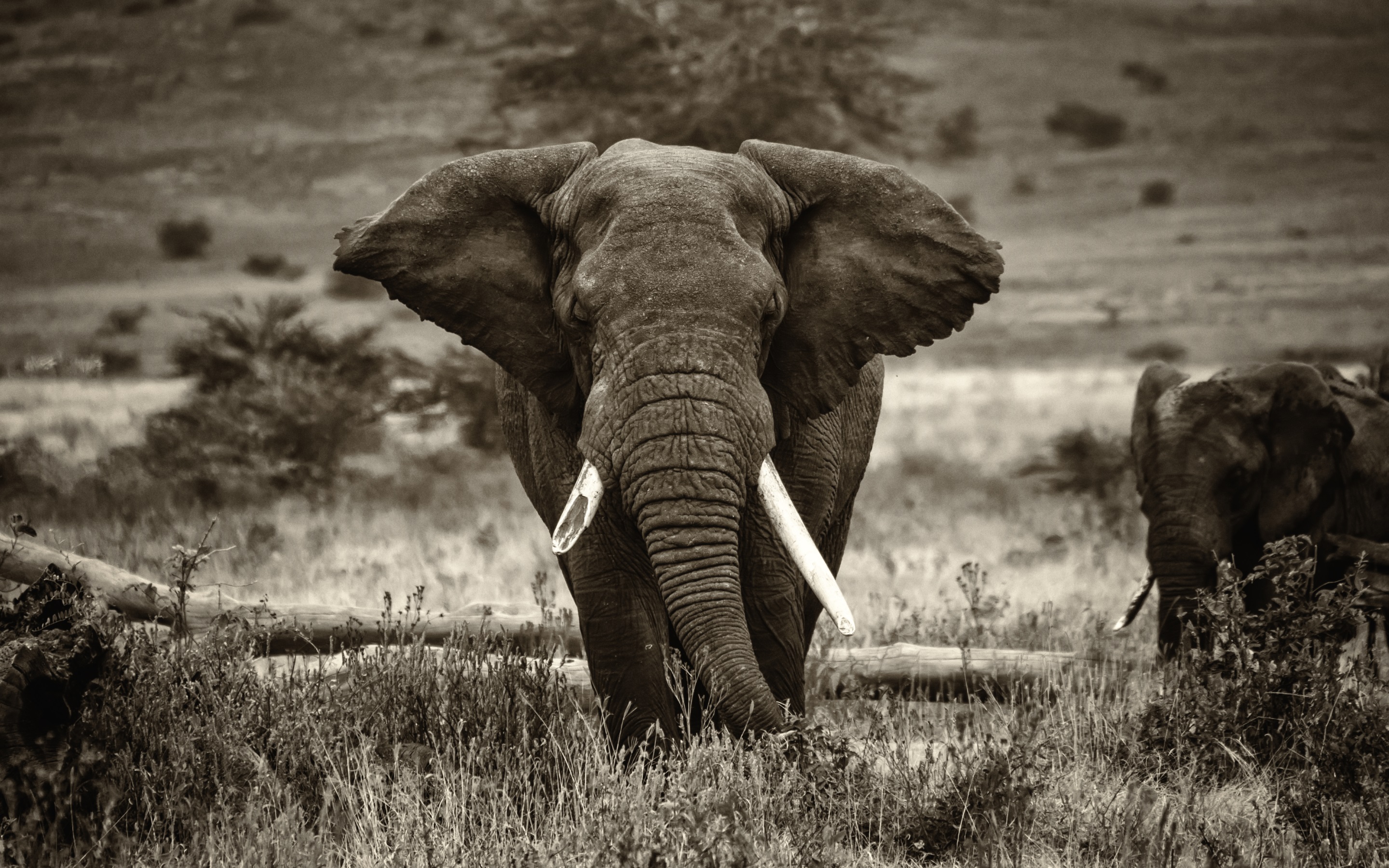Elephant HD Wallpapers
