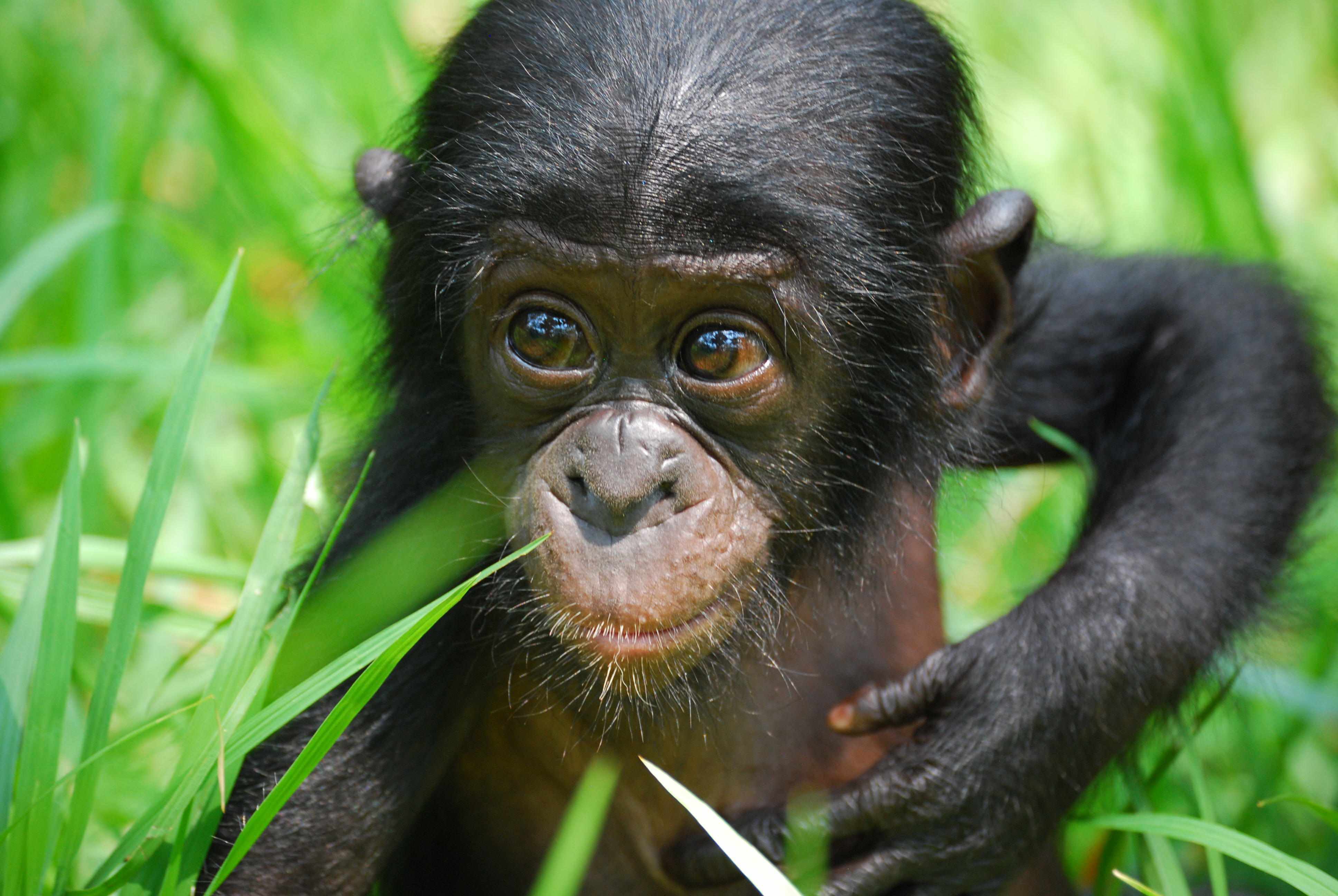 Bonobo Wallpapers Backgrounds