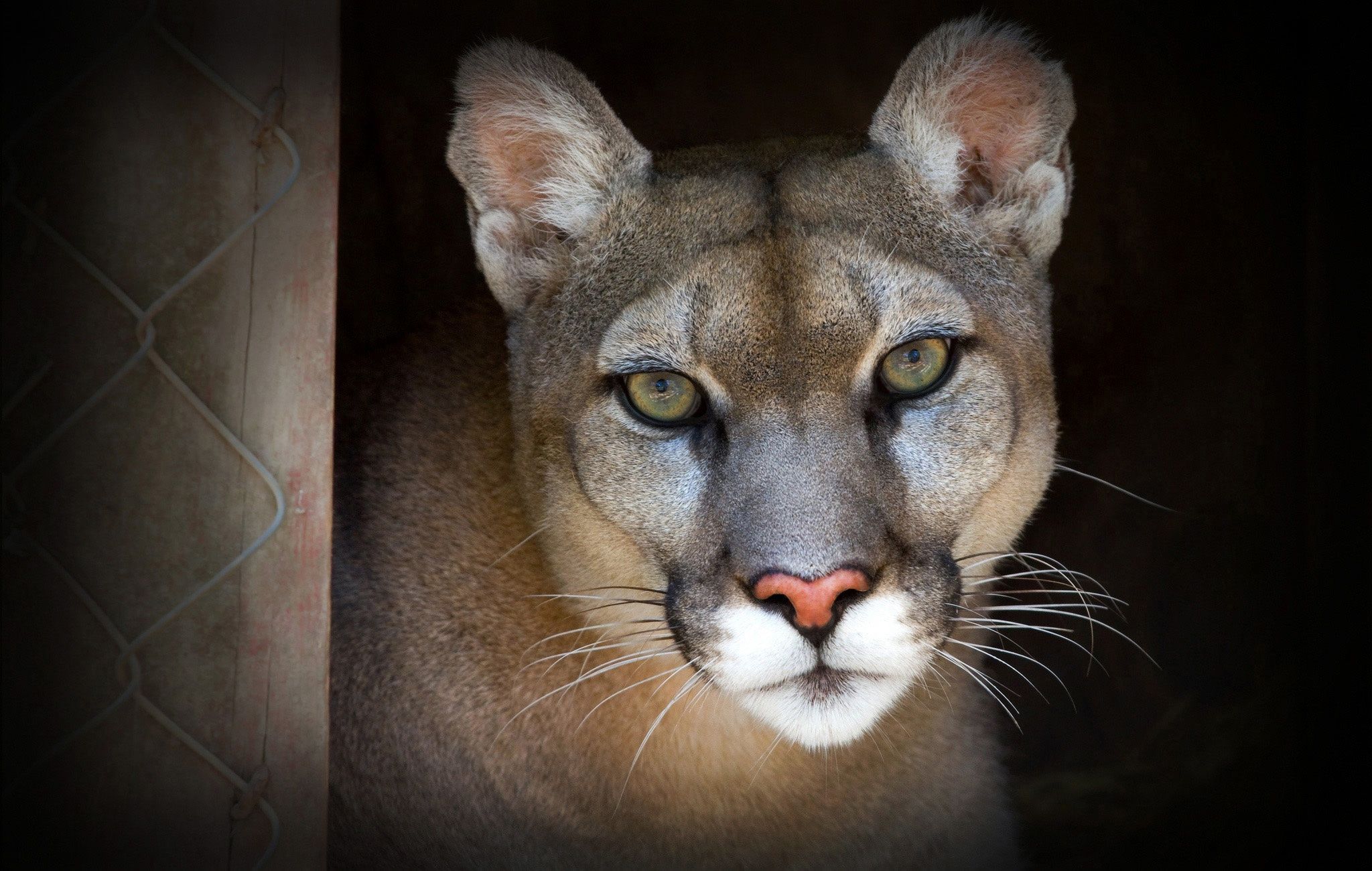 Cougar Wallpapers Backgrounds