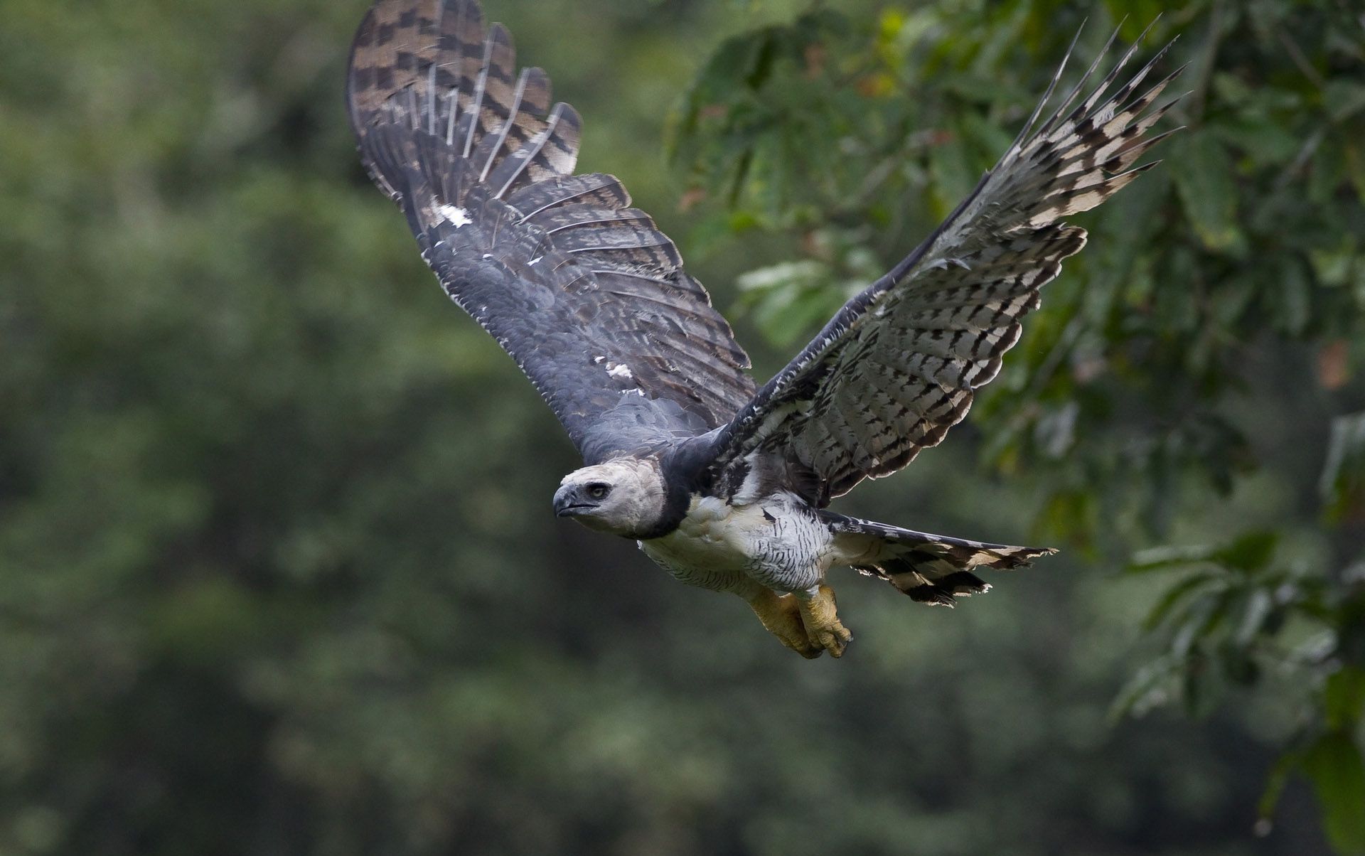 Harpy Eagle Wallpapers Backgrounds