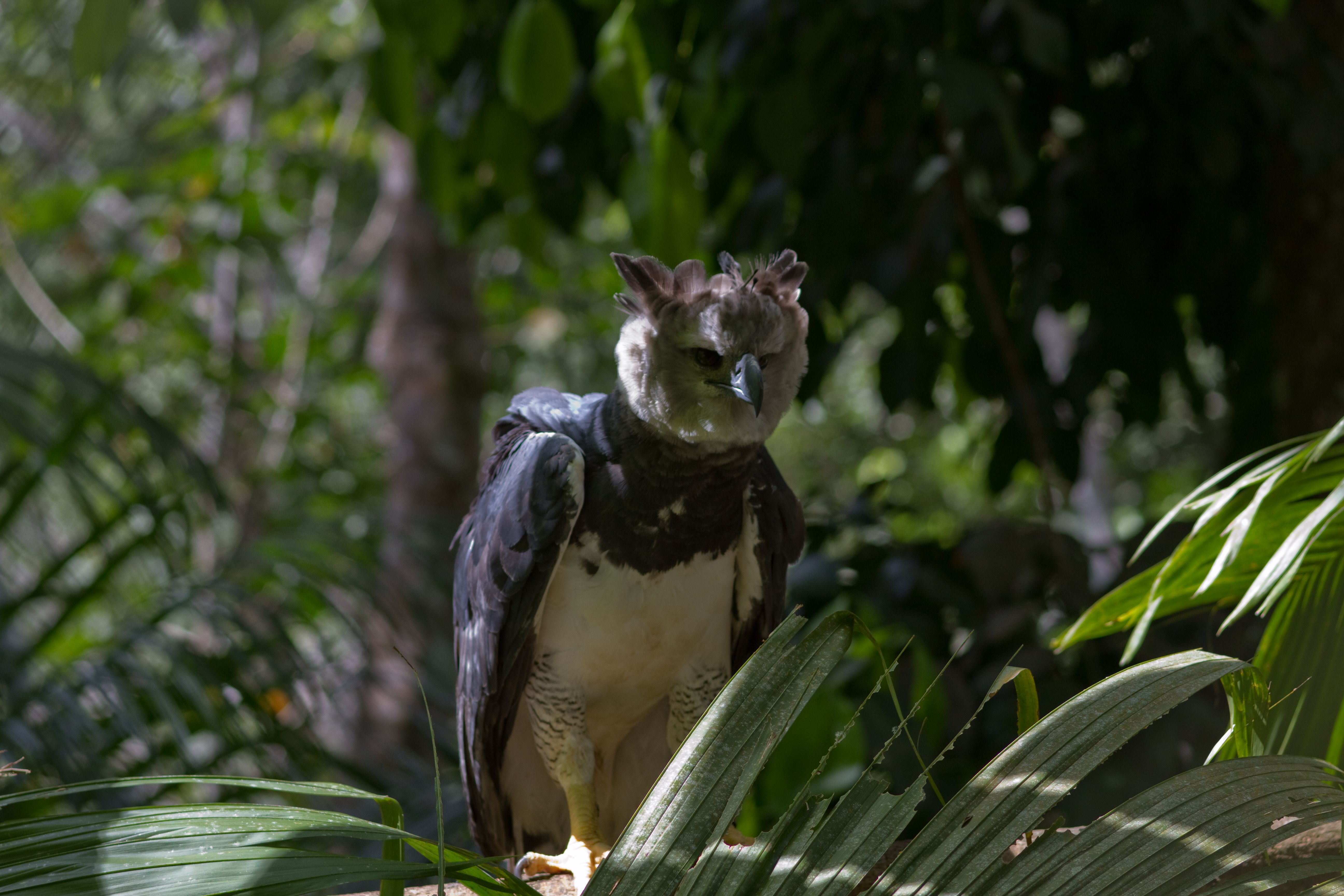 Harpy Eagle Wallpapers Backgrounds