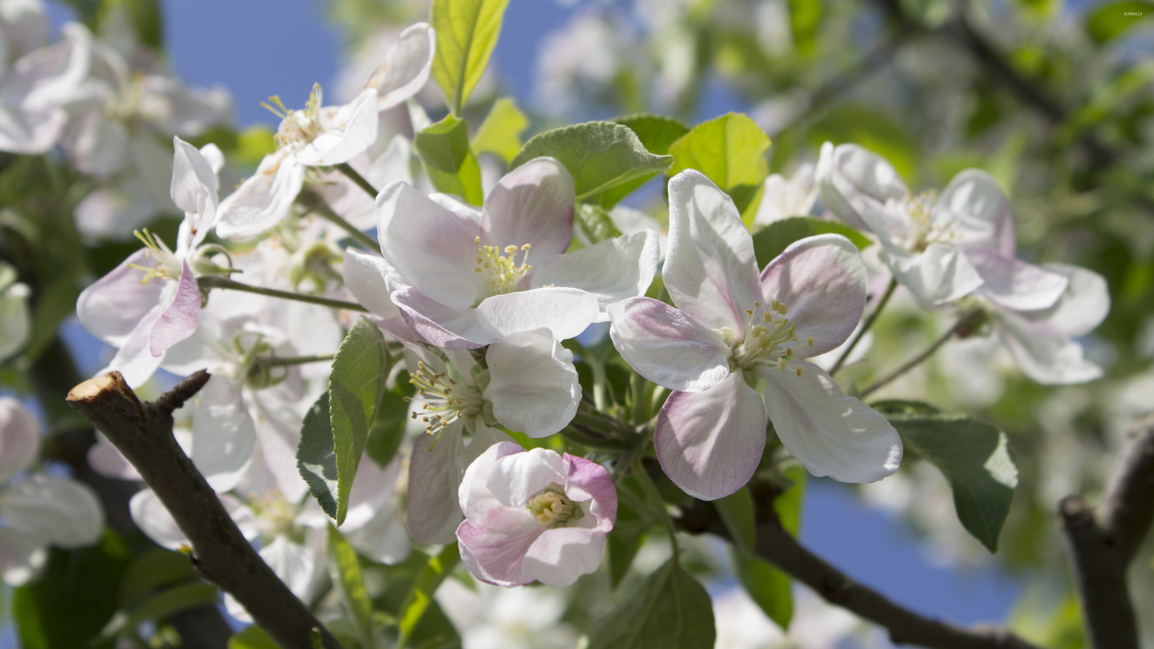 Apple Blossom Wallpaper (62+ pictures)