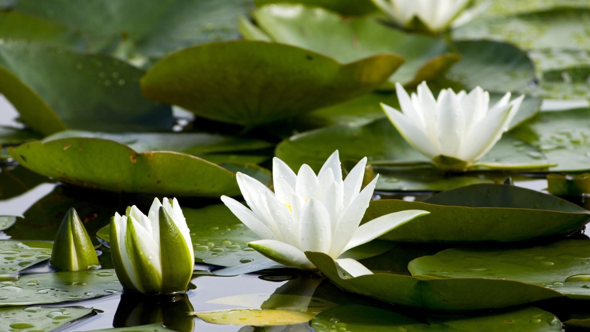 Water Lily Wallpaper (69+ pictures)
