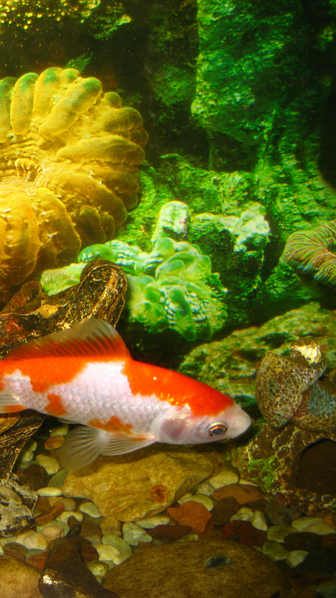 Koi Pond Wallpaper (59+ pictures)