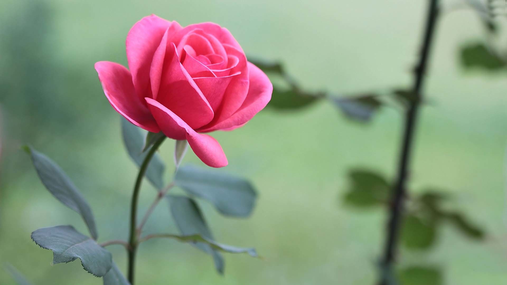 Pink Rose Flower Wallpaper (62+ pictures)