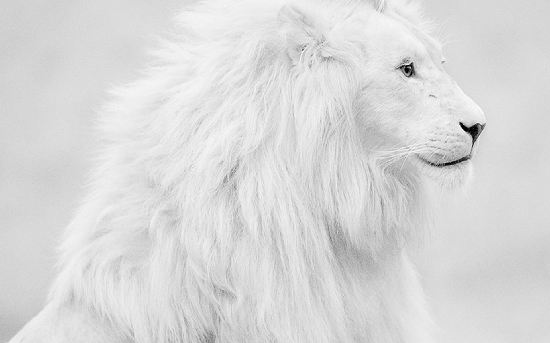 White Lion Wallpaper (65+ pictures)