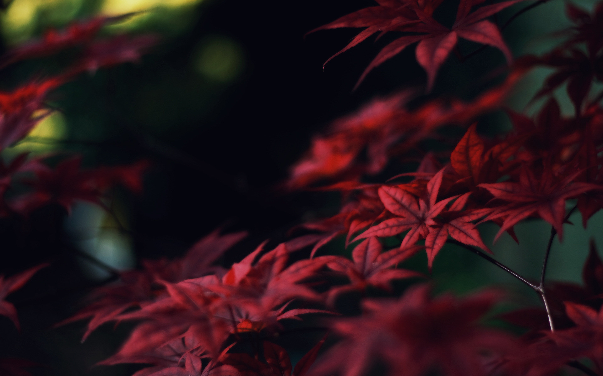 Red Leaves Wallpaper (71+ pictures)