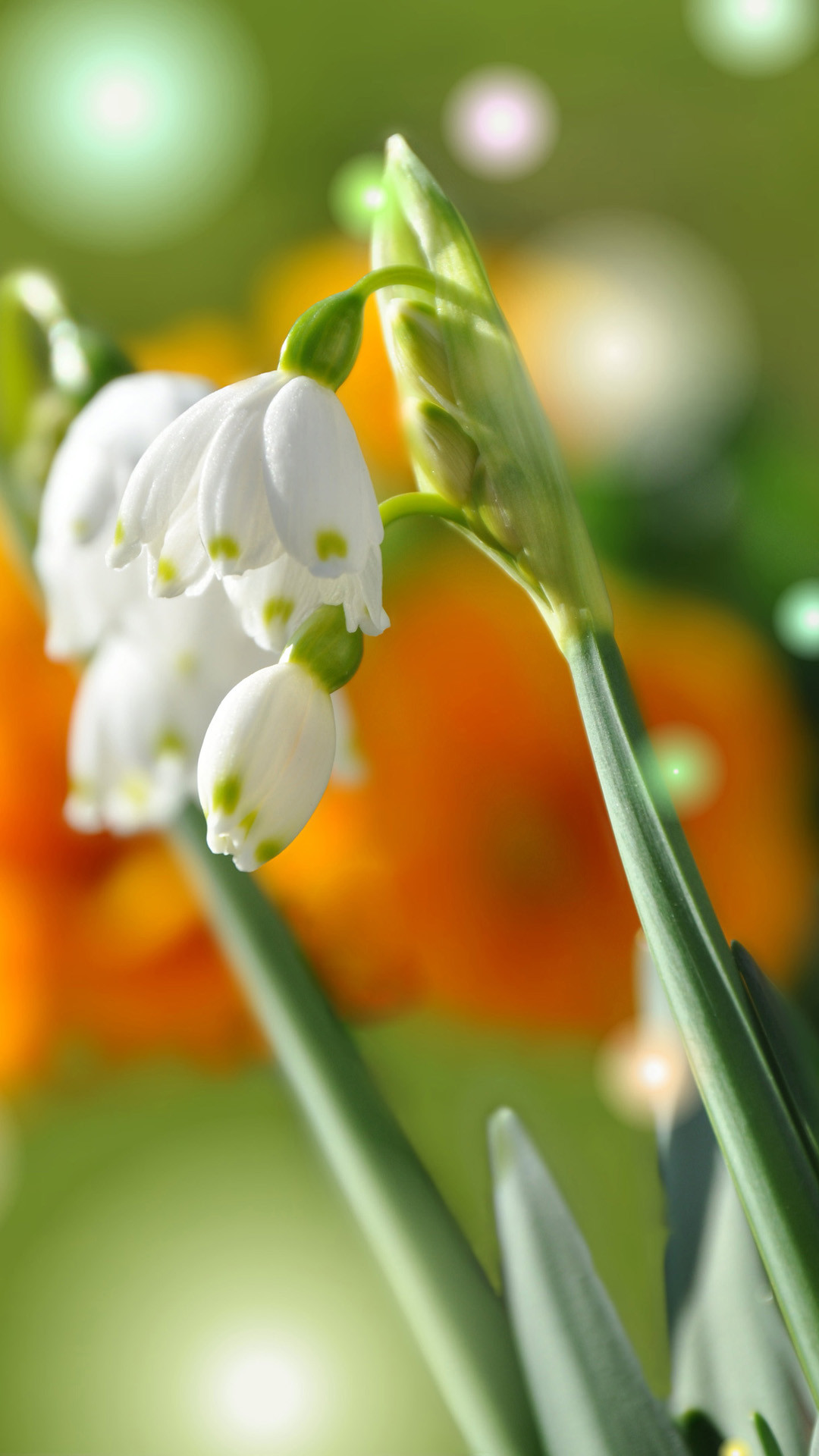 Lily of the Valley Wallpaper (70+ pictures)