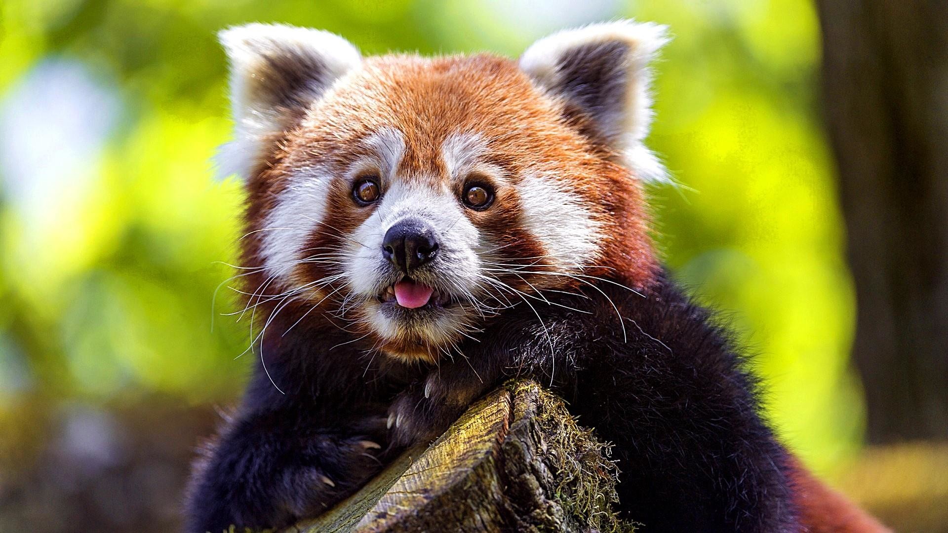 Red Panda Wallpapers (66+ pictures)