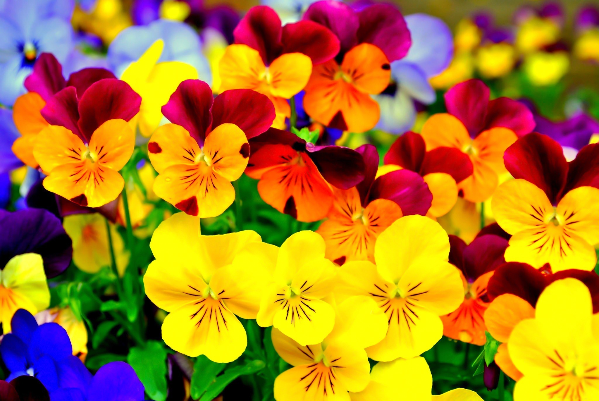 Colorful Flower Wallpaper (70+ pictures)
