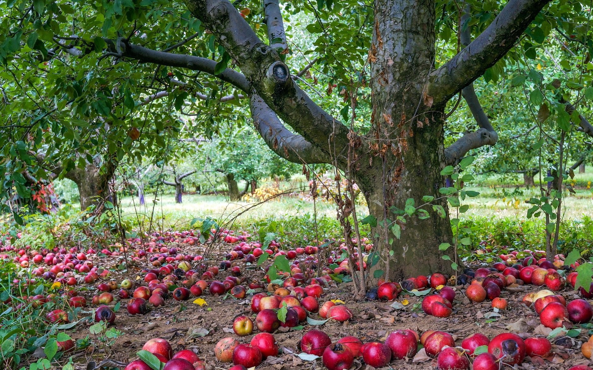 Apple Tree Wallpaper (53+ pictures)