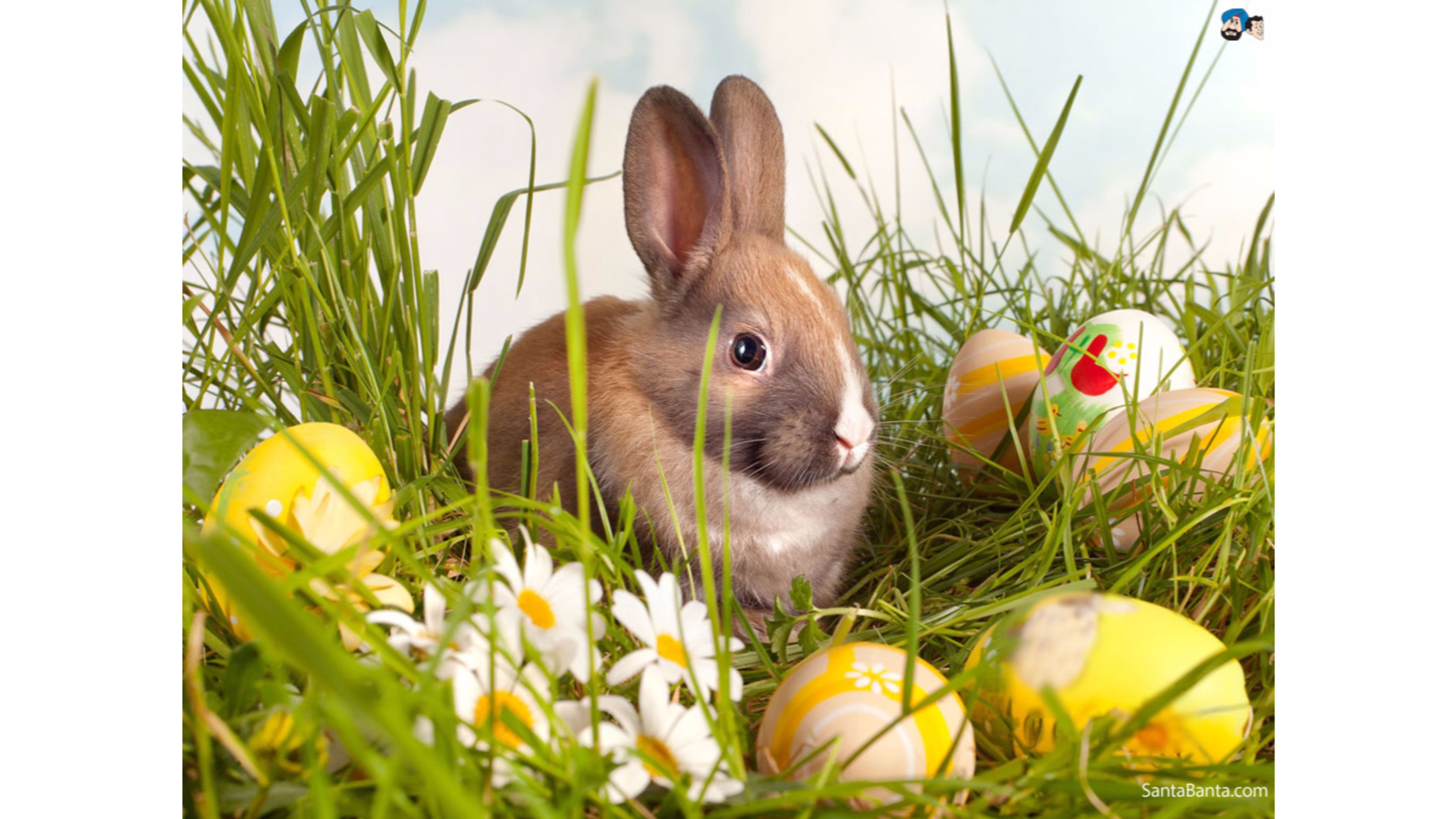 Easter Bunny Wallpaper (64+ pictures)