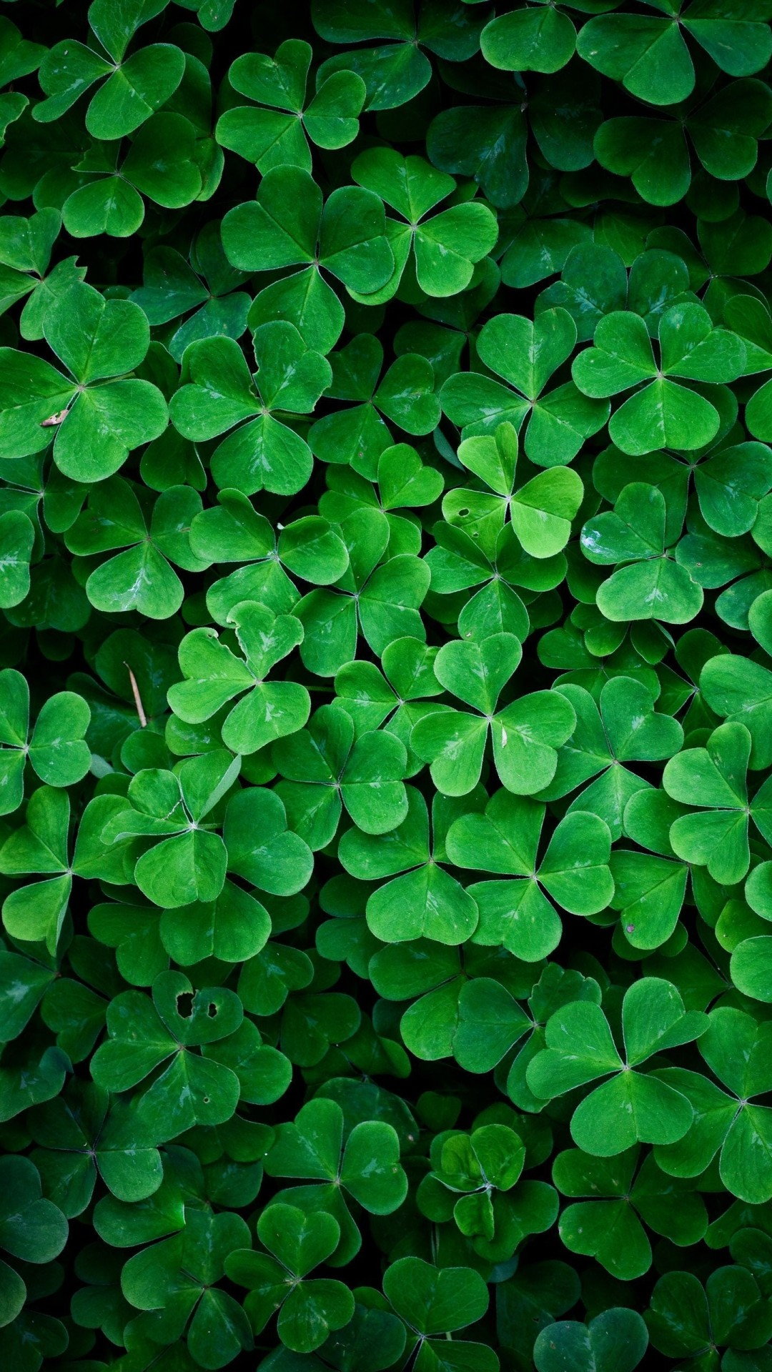 Shamrock Wallpaper (56+ pictures)