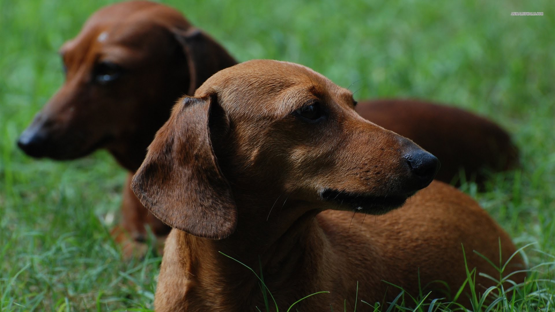 Weiner Dog Wallpaper (60+ pictures)