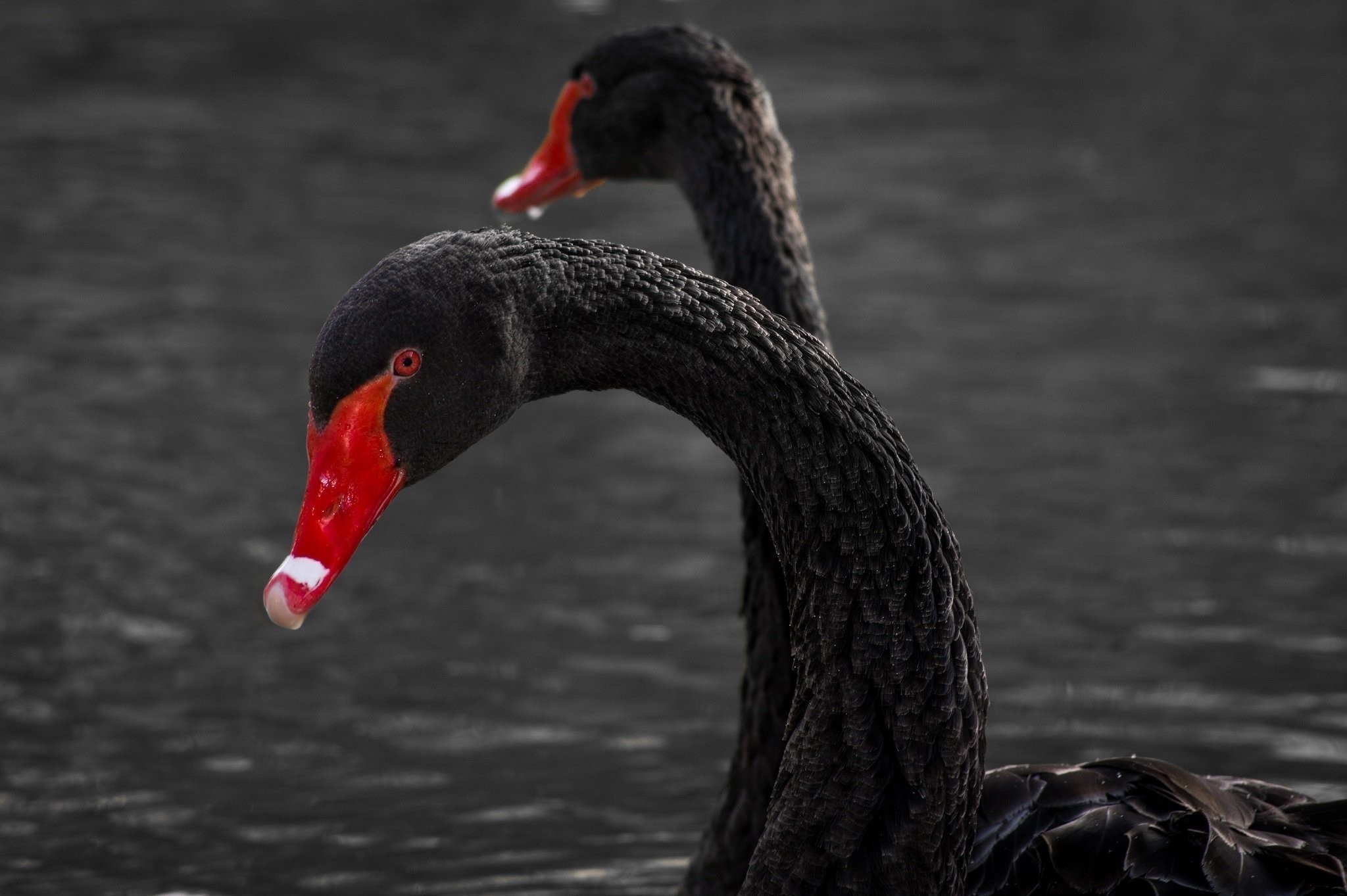 Black Swan Wallpaper (66+ pictures)