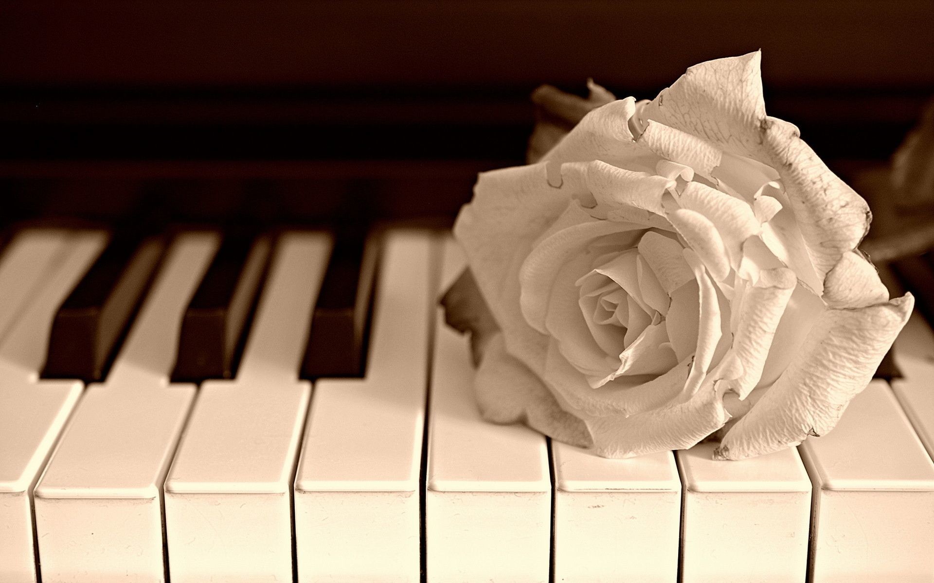 Piano Music Wallpaper (71+ pictures)