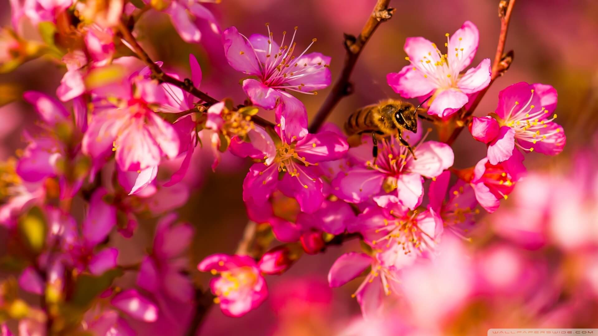 Spring Wallpapers (74+ pictures)