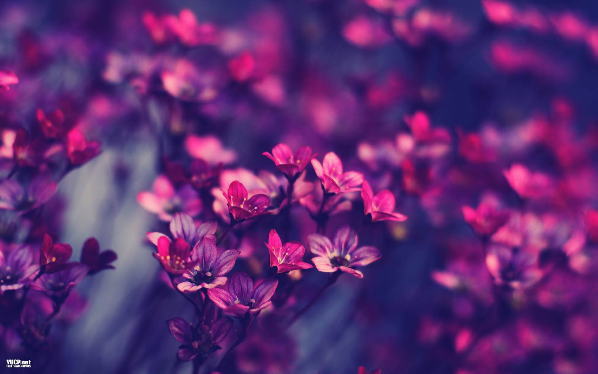 Vintage Flowers Wallpaper Ảnh đẹp