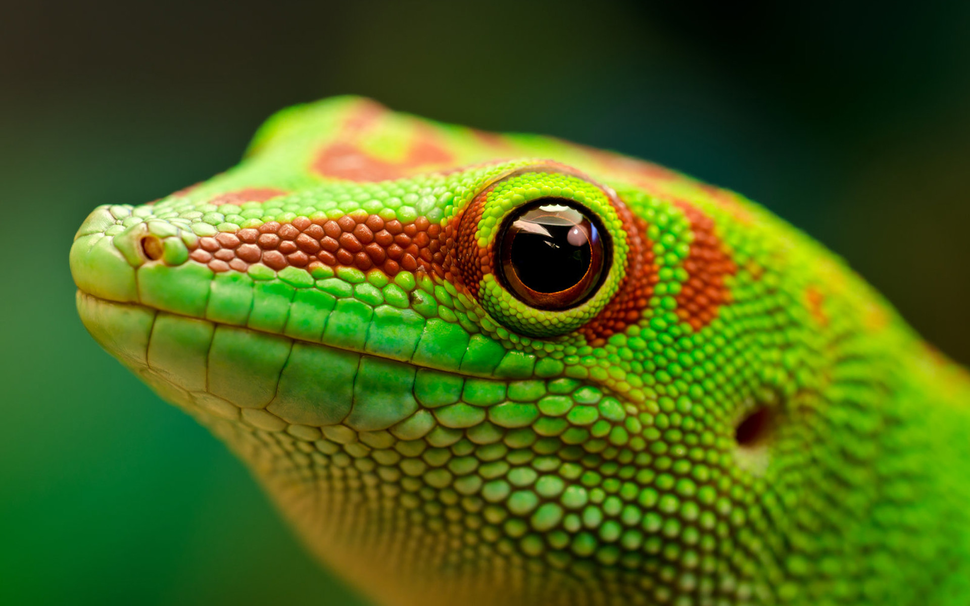 Leopard Gecko Wallpaper (63+ pictures)