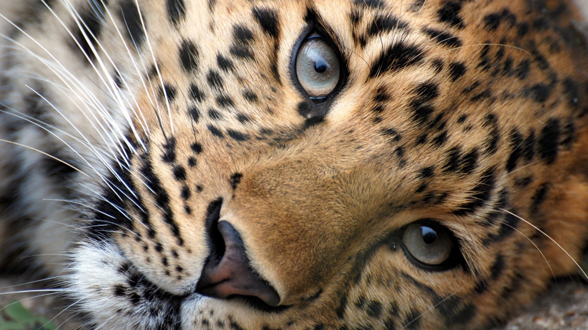 Big Cats Wallpaper (70+ pictures)