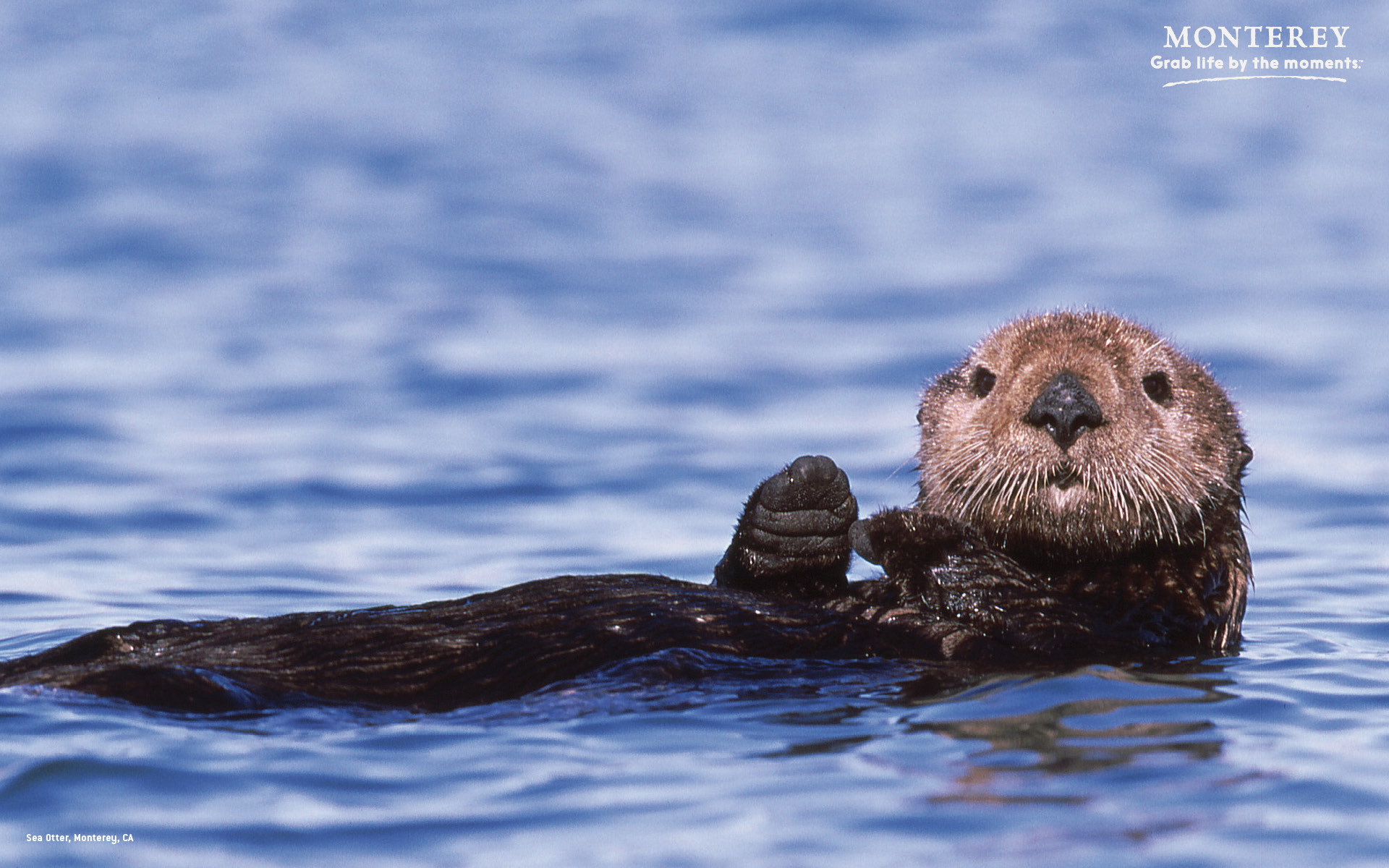 Sea Otter Wallpaper (55+ pictures)