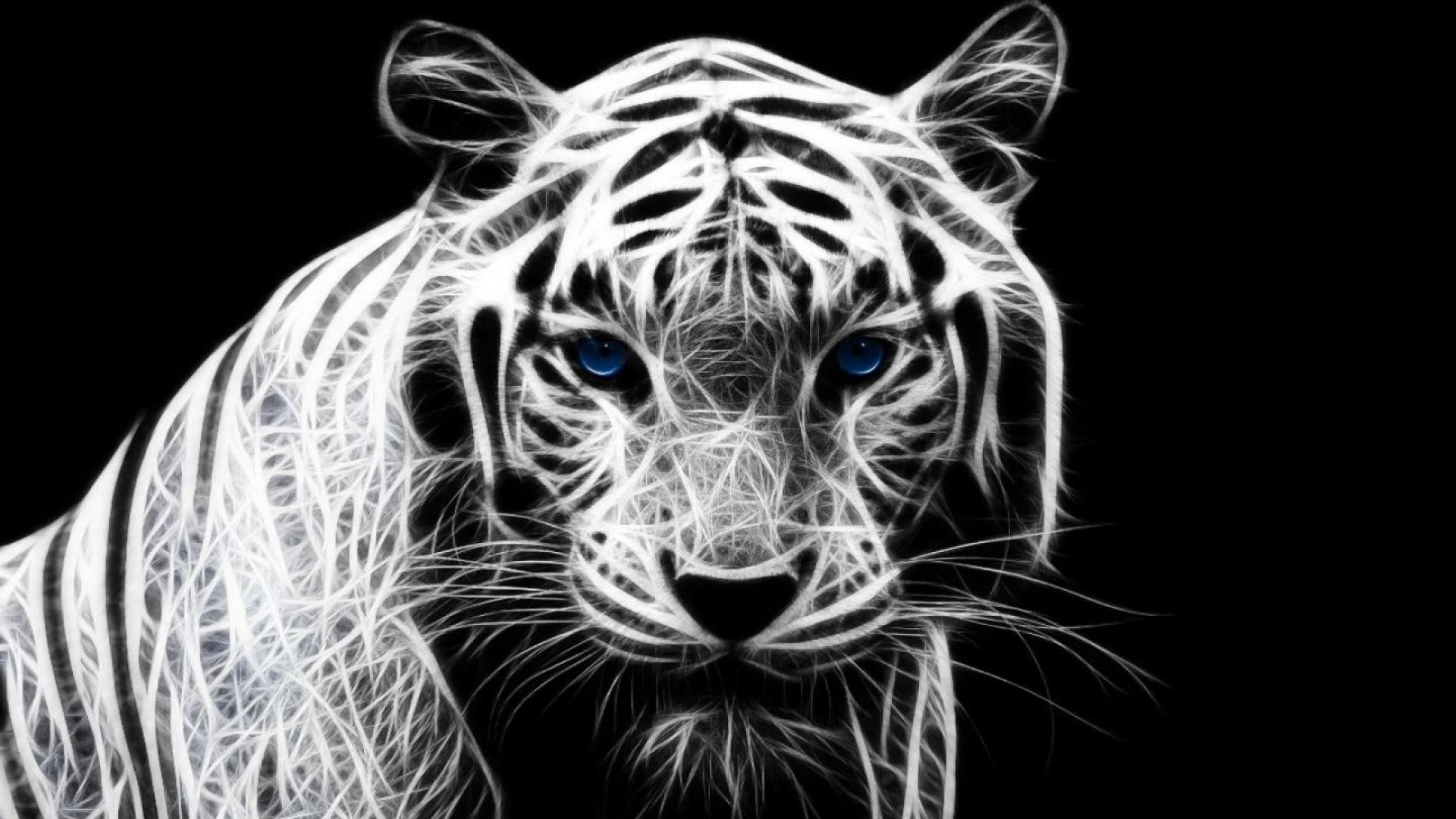 White Tiger Wallpaper HD (59+ pictures)